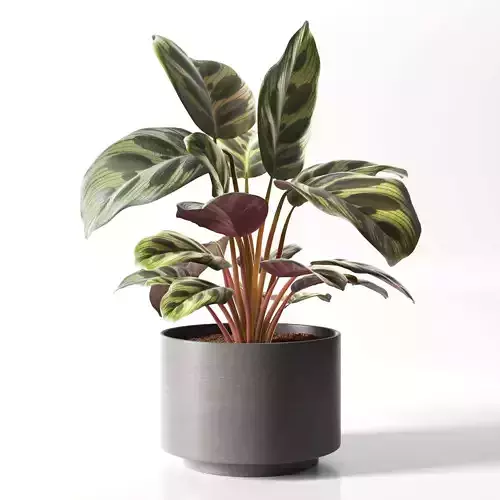 Calathea Medallion in Pot 3D model