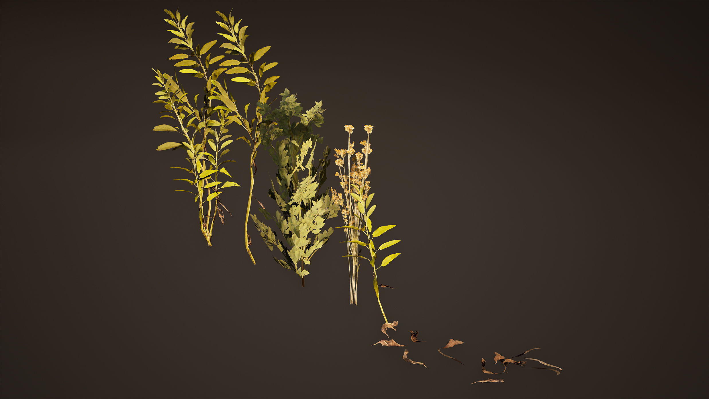 Herbs Game Ready plants Low-poly 3D model_1
