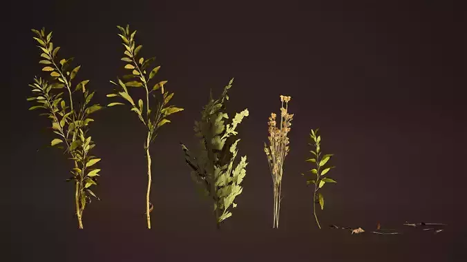 Herbs Game Ready plants Low-poly 3D model