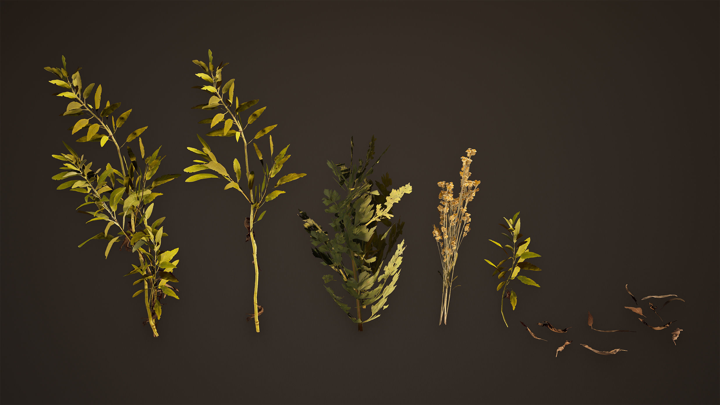 Herbs Game Ready plants Low-poly 3D model_3