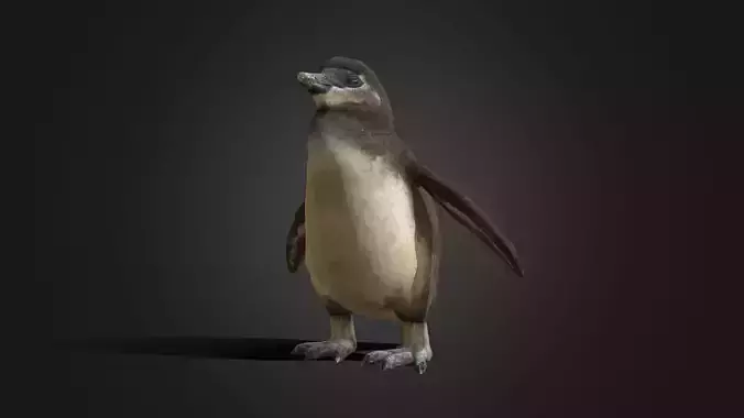 African Penguin Baby - Animated