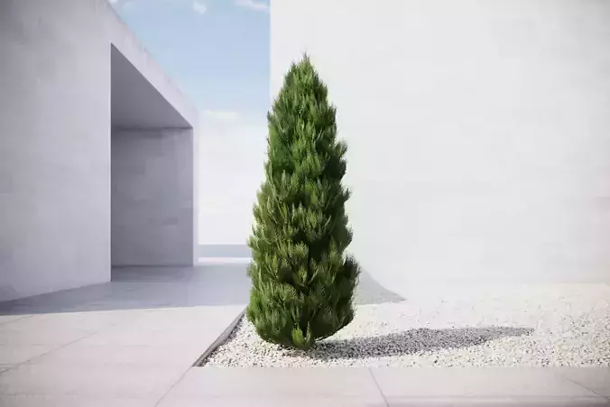 Conifer tree 3D model