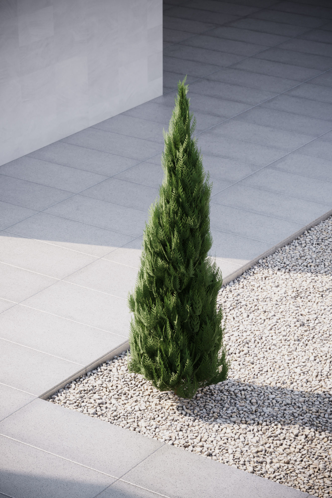 Conifer tree 3D model_3