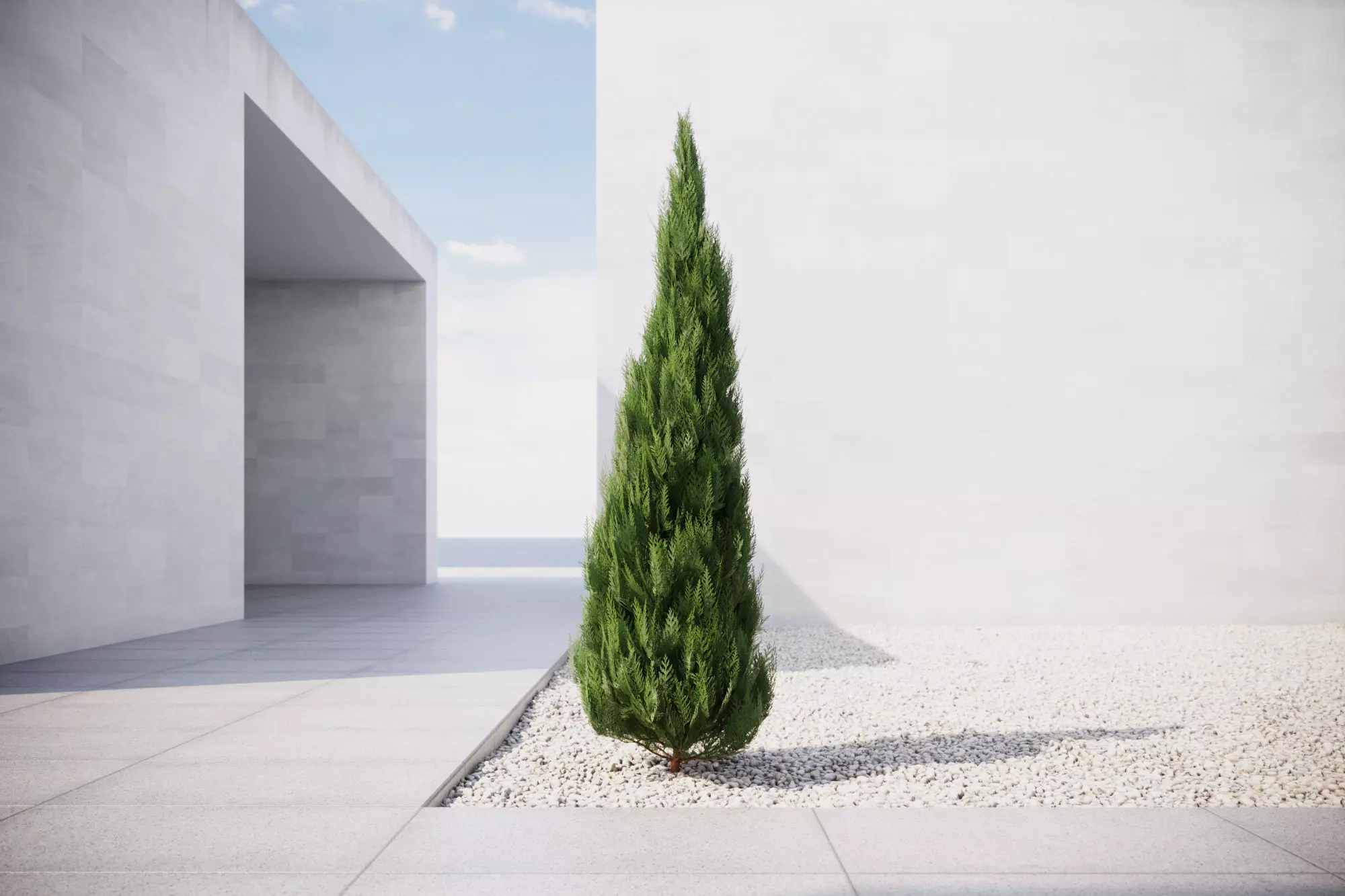 Conifer tree 3D model_0