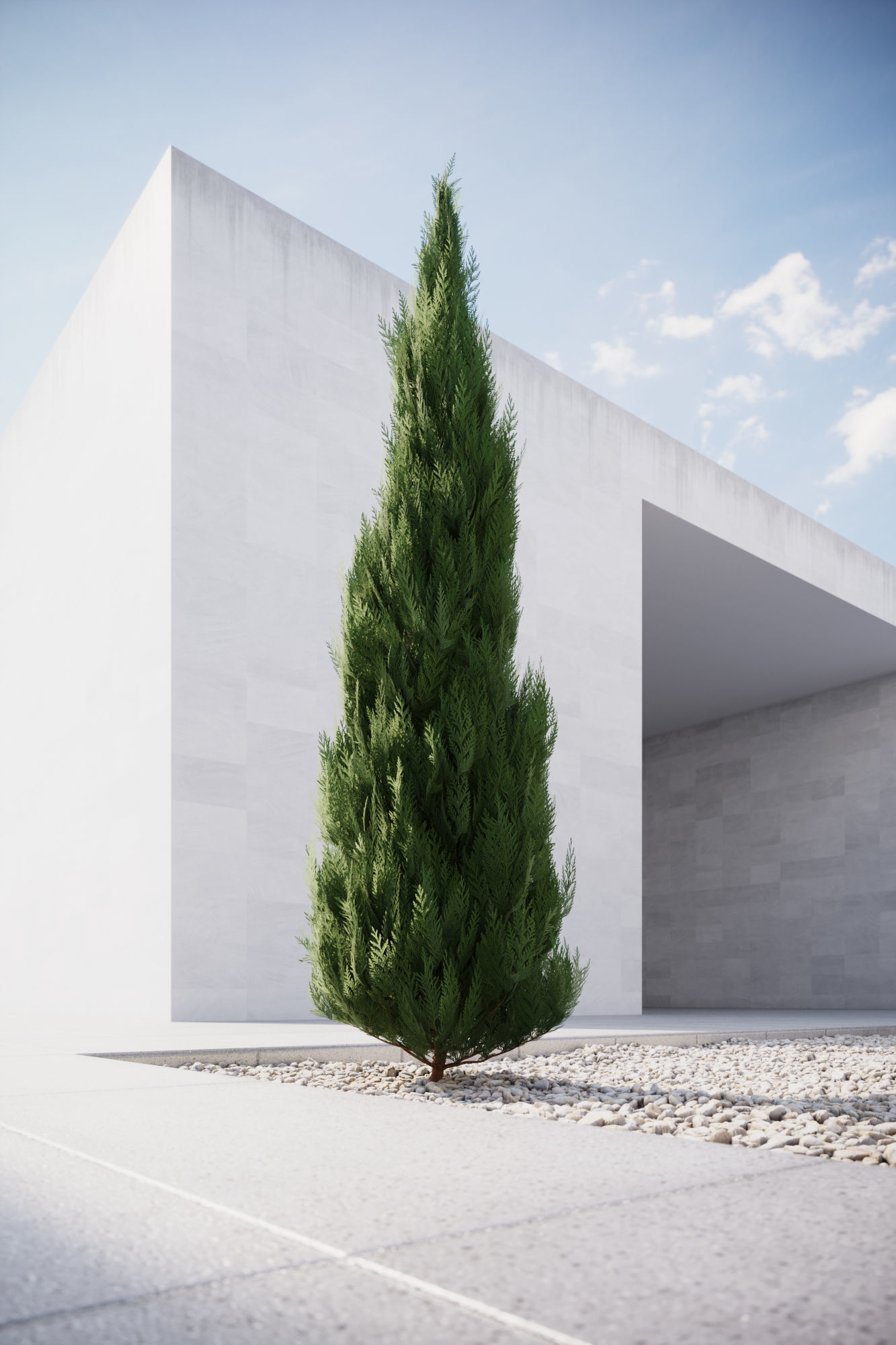 Conifer tree 3D model_2
