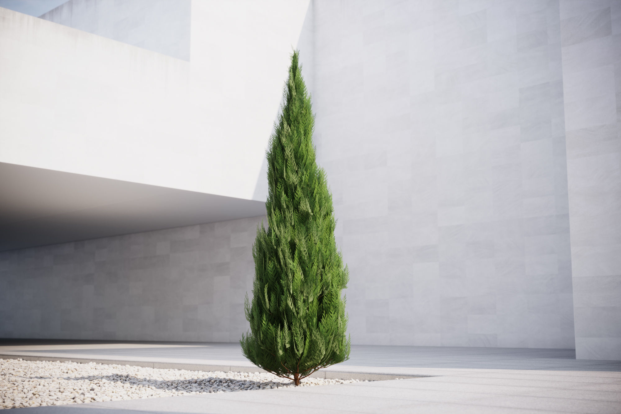 Conifer tree 3D model_1