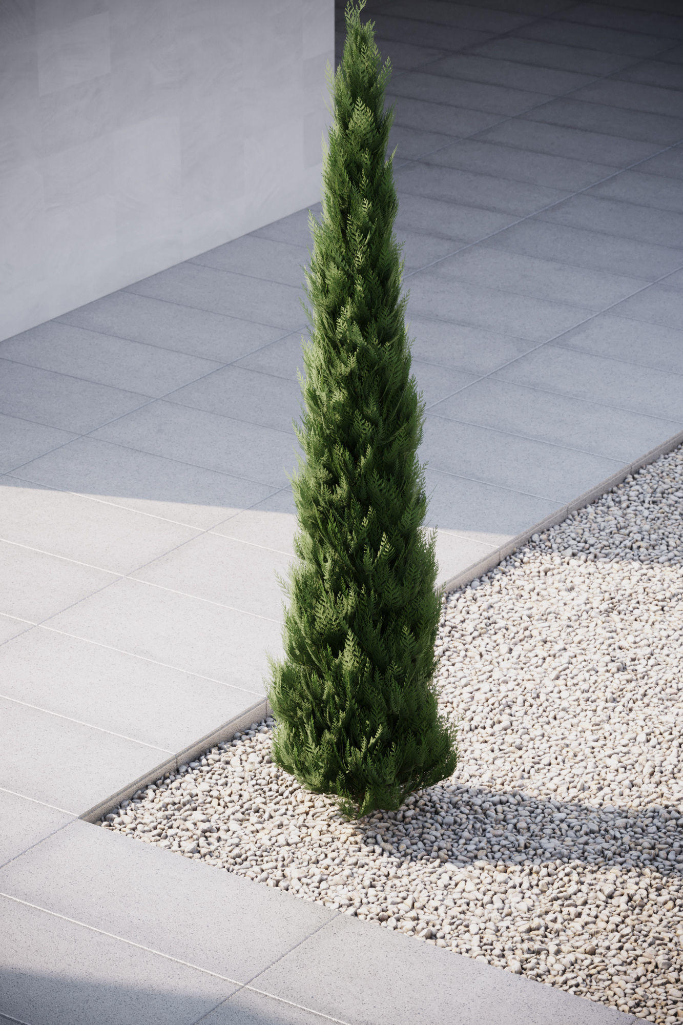 Conifer tree 3D model_3