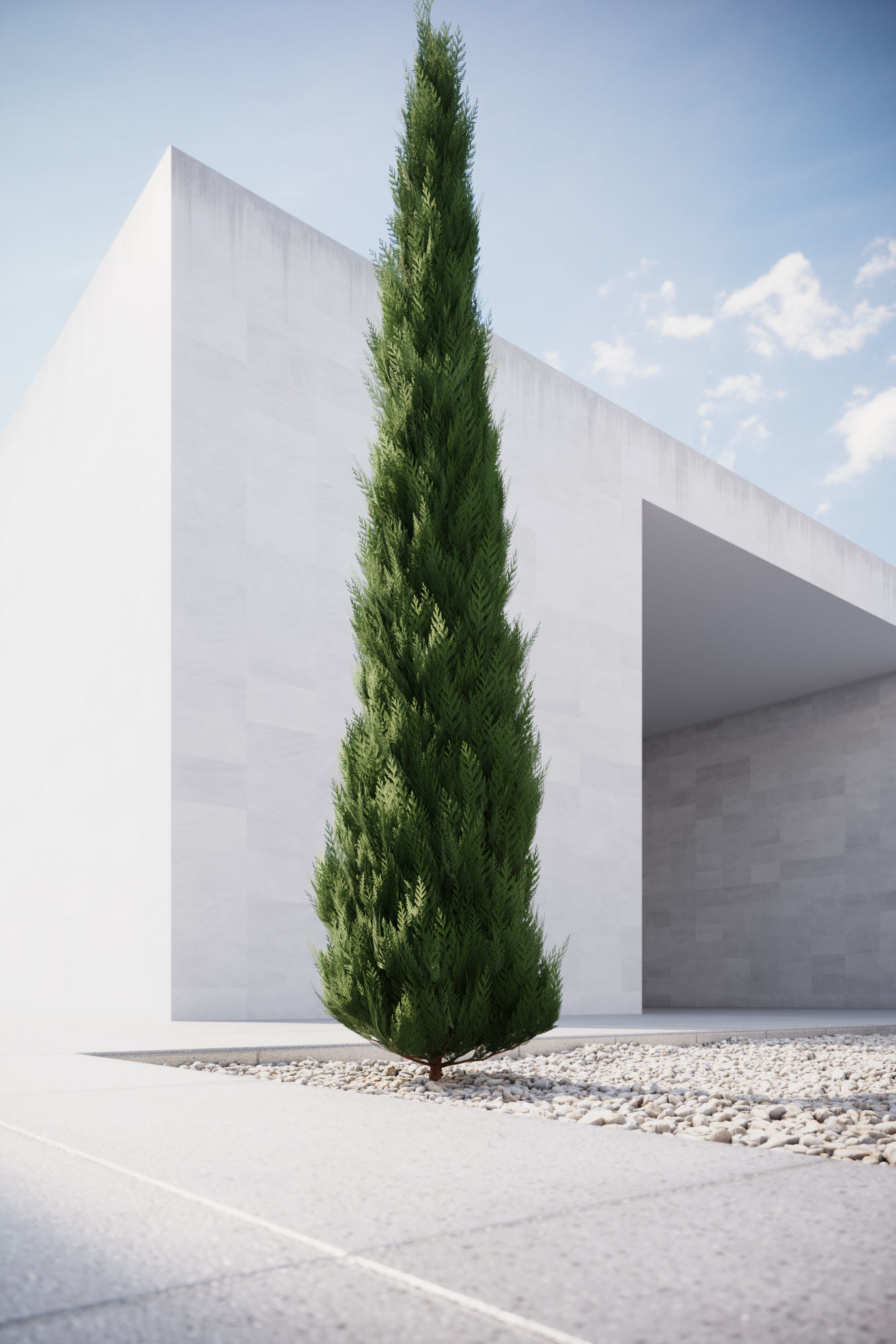 Conifer tree 3D model_2