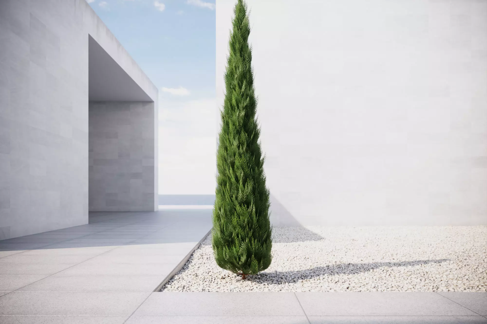 Conifer tree 3D model_0