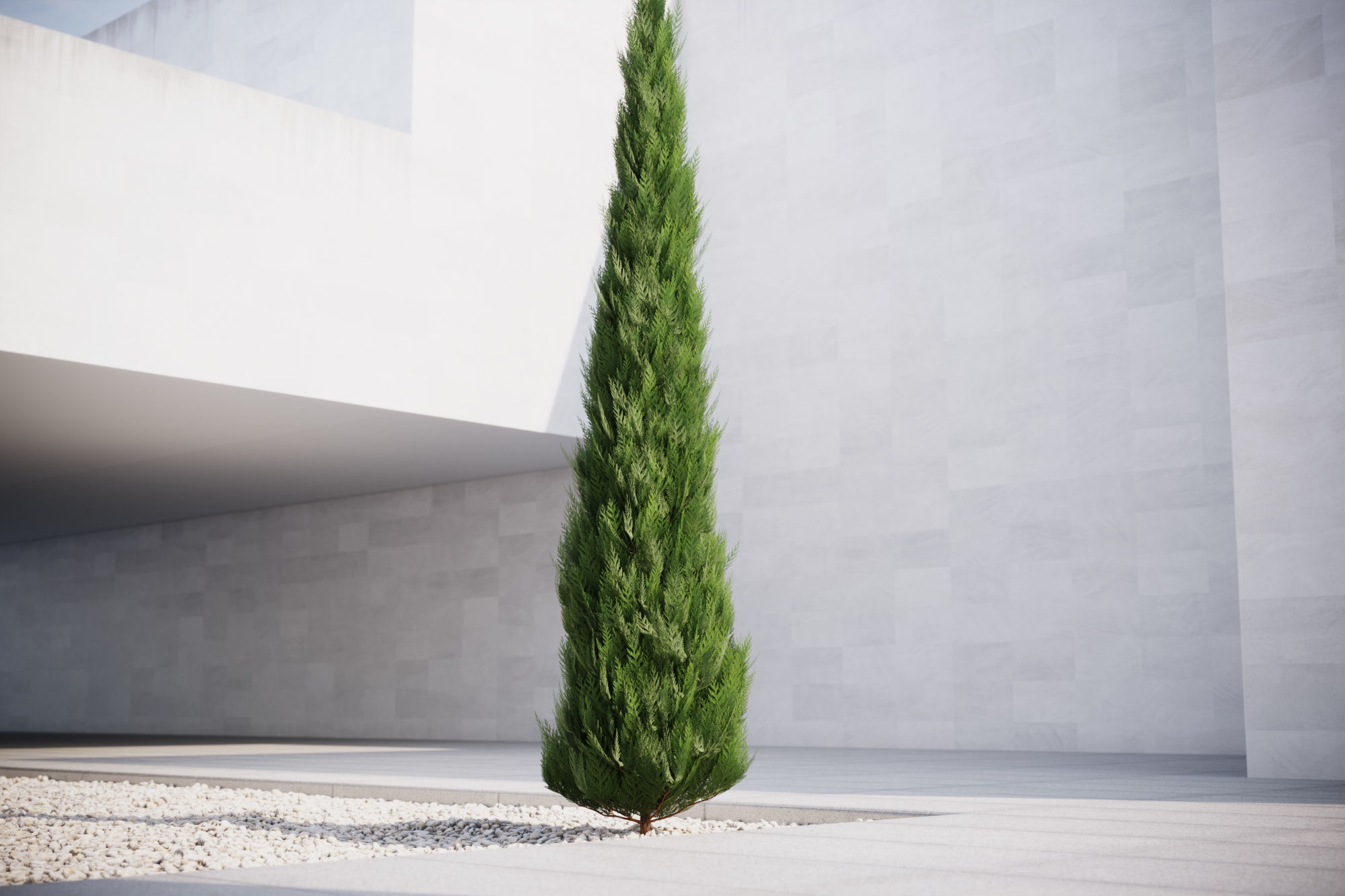 Conifer tree 3D model_1