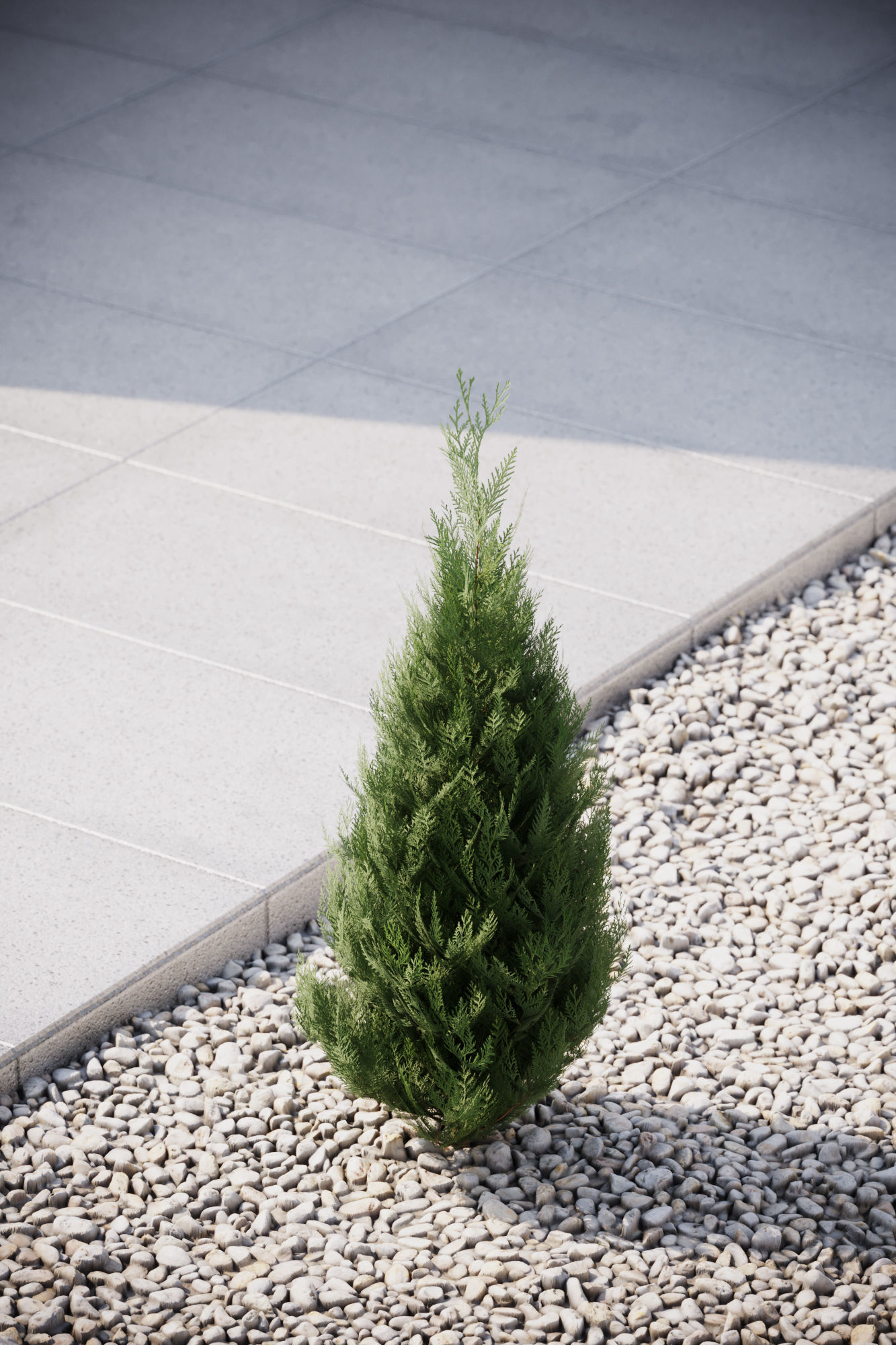 Conifer tree 3D model_3