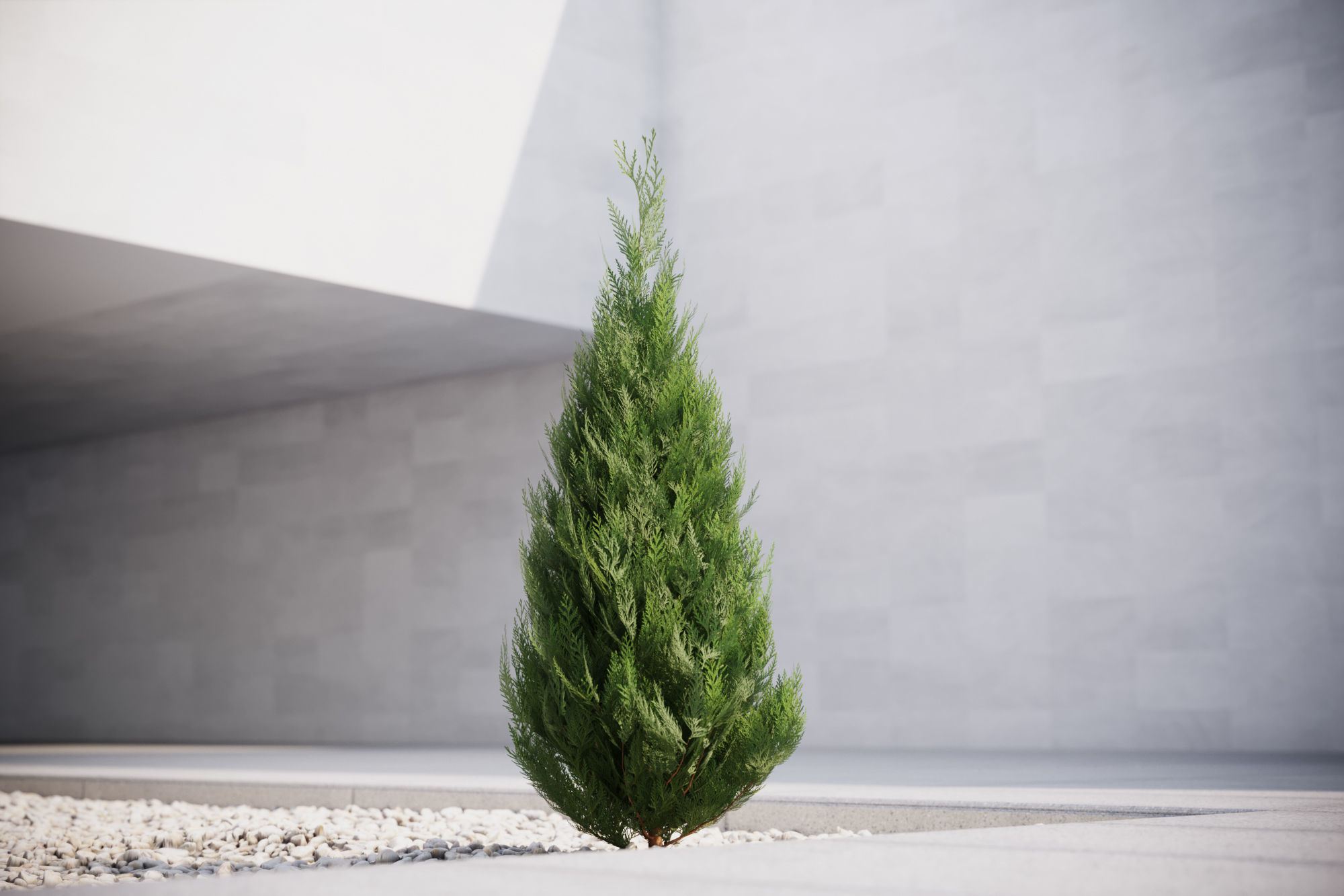 Conifer tree 3D model_1