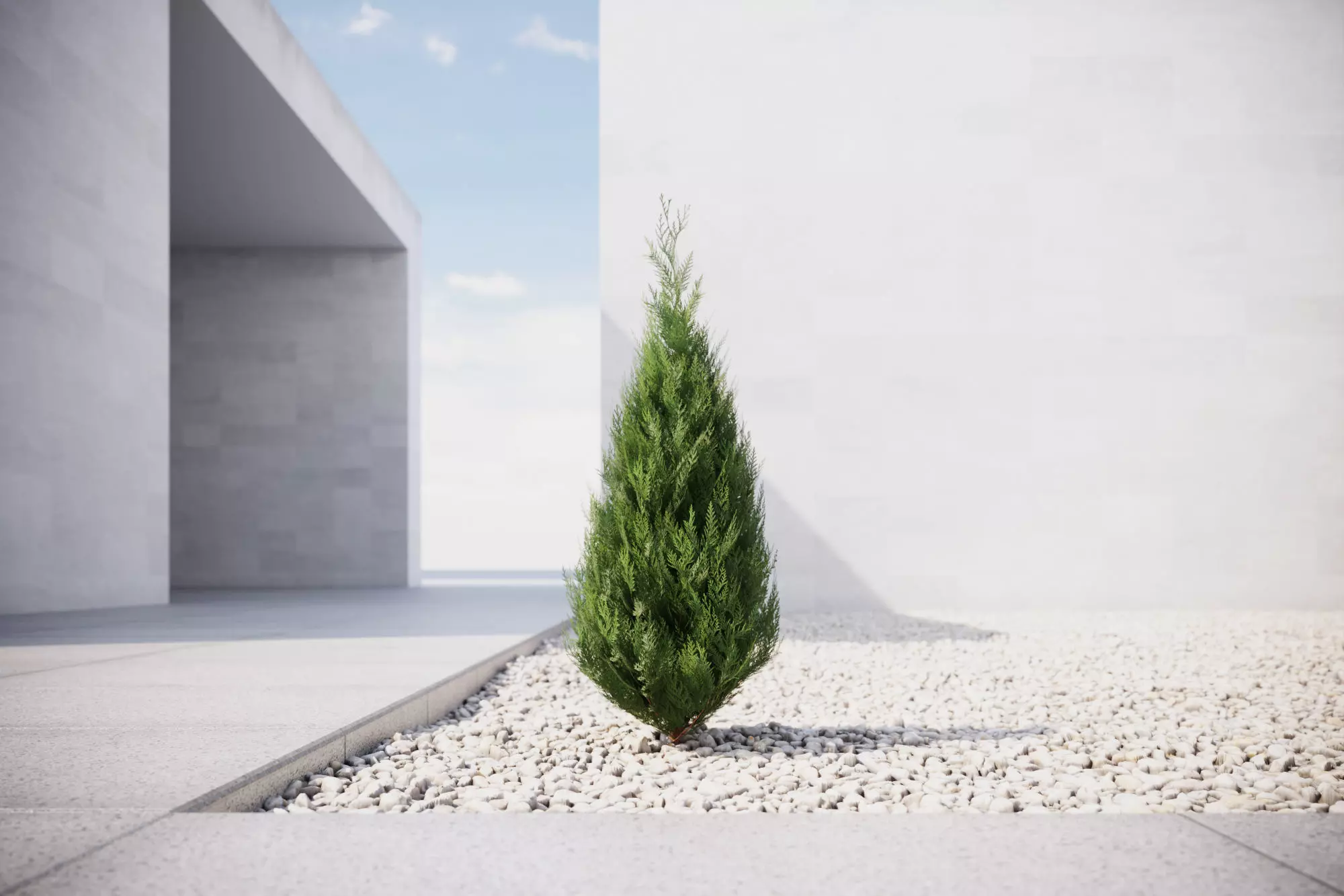 Conifer tree 3D model_0
