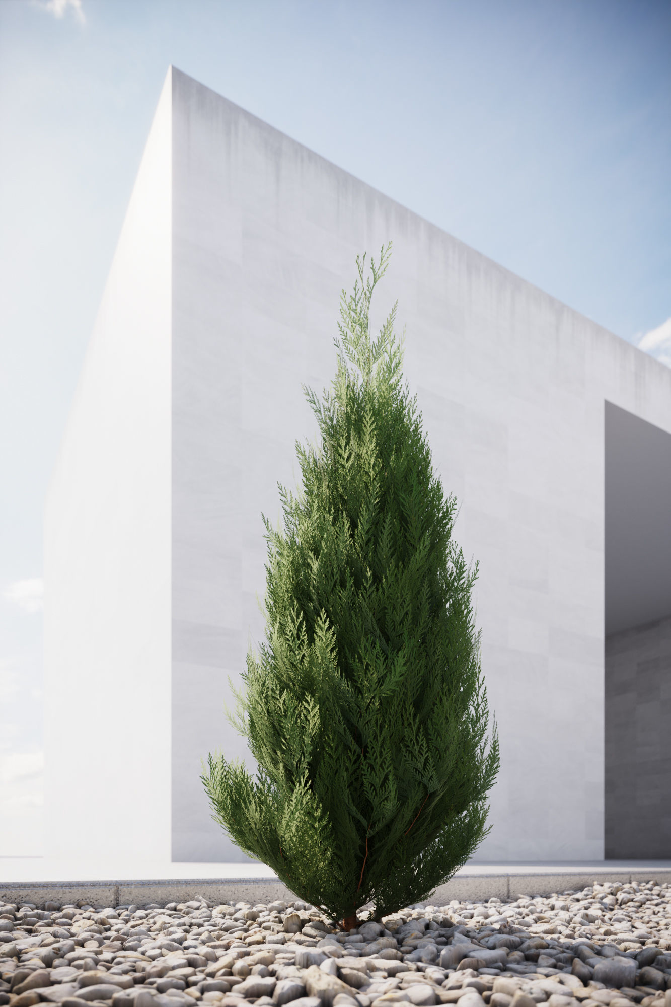 Conifer tree 3D model_2