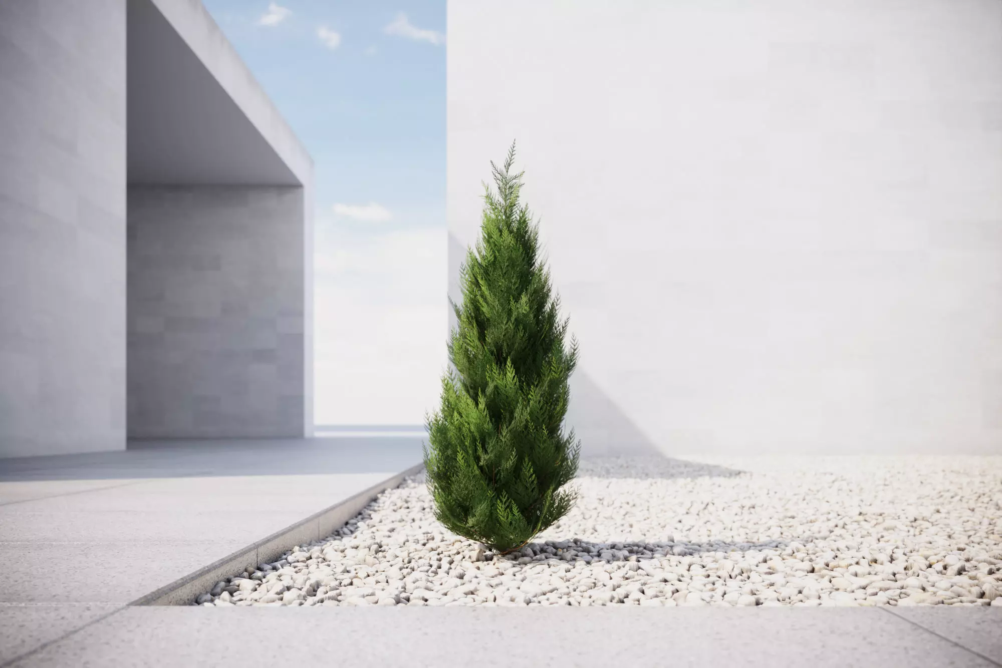 Small conifer 3D model_0