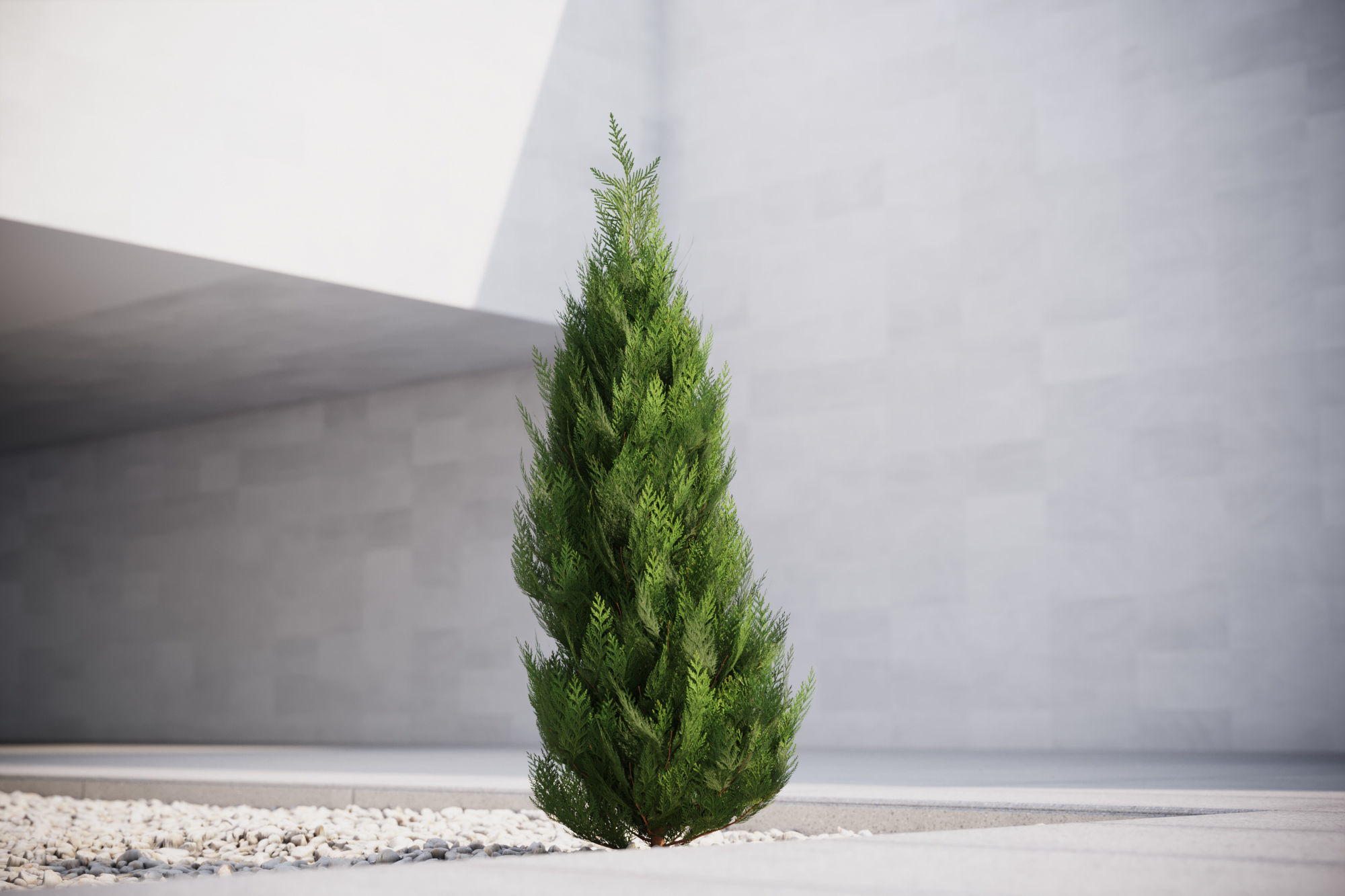 Small conifer 3D model_1