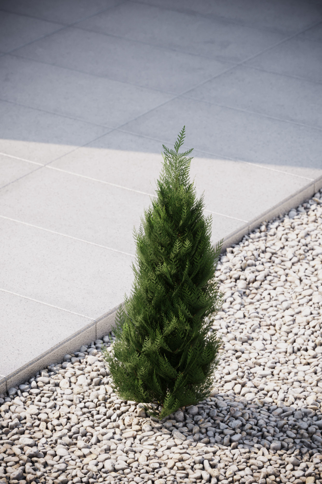 Small conifer 3D model_3