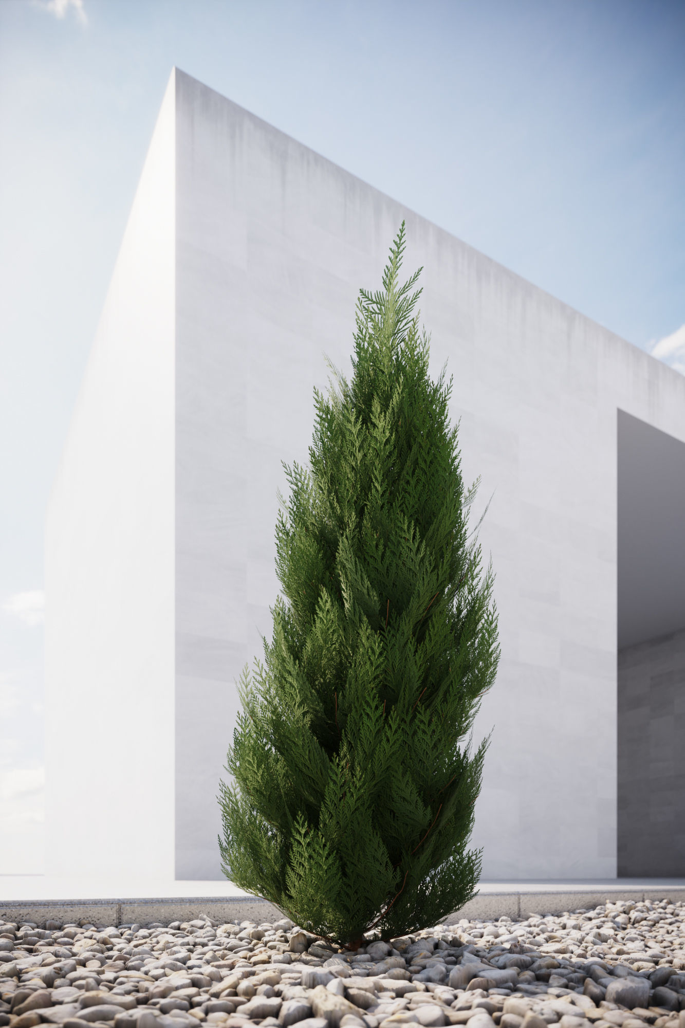 Small conifer 3D model_2