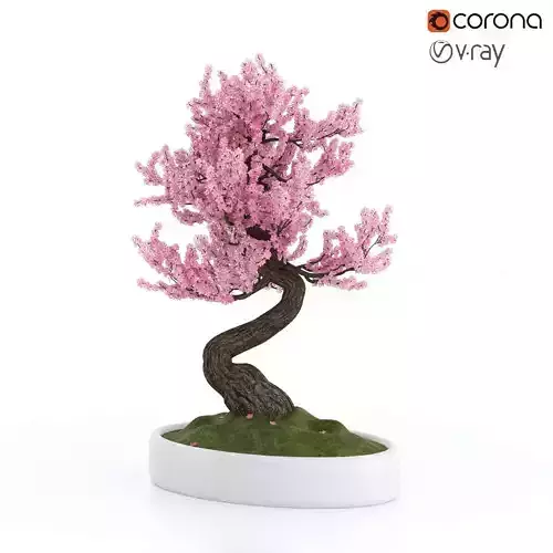 Bonsai Sakura