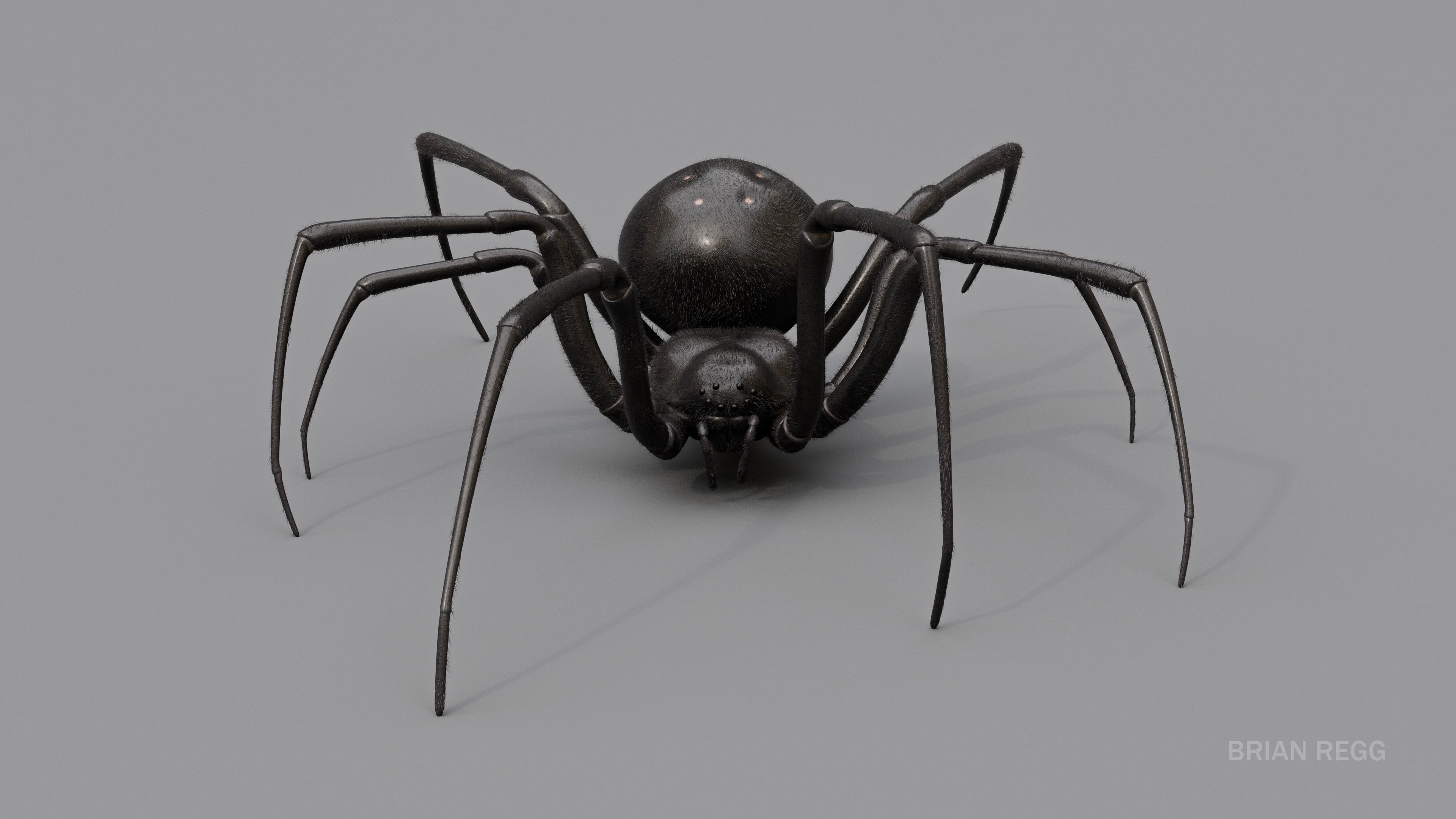 Black widow spider v2 update 3D model_3