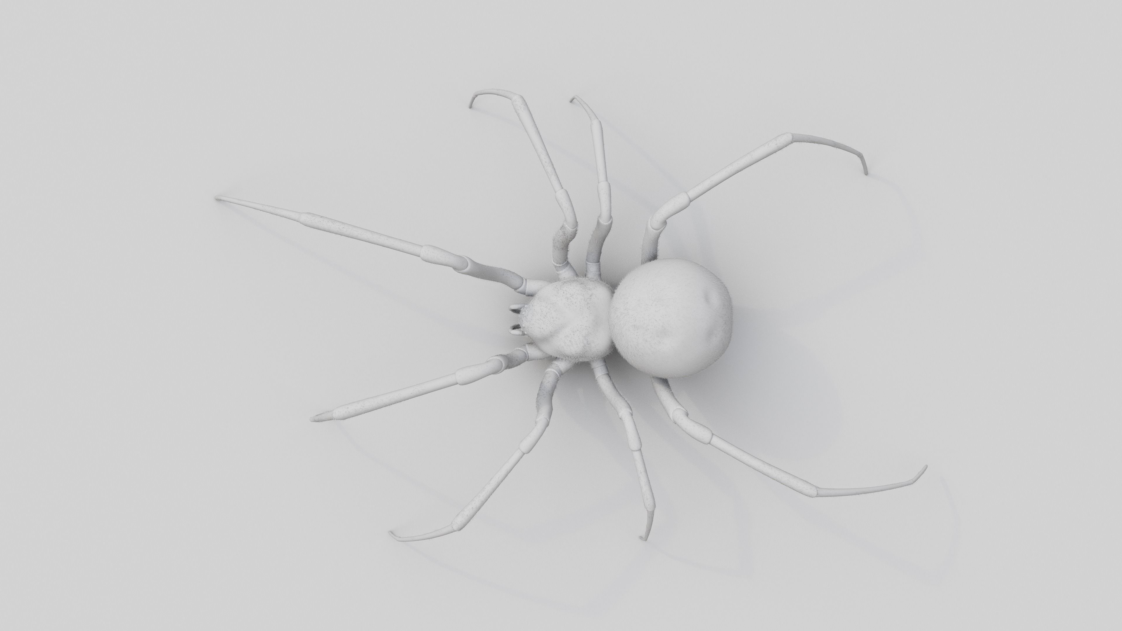 Black widow spider v2 update 3D model_7