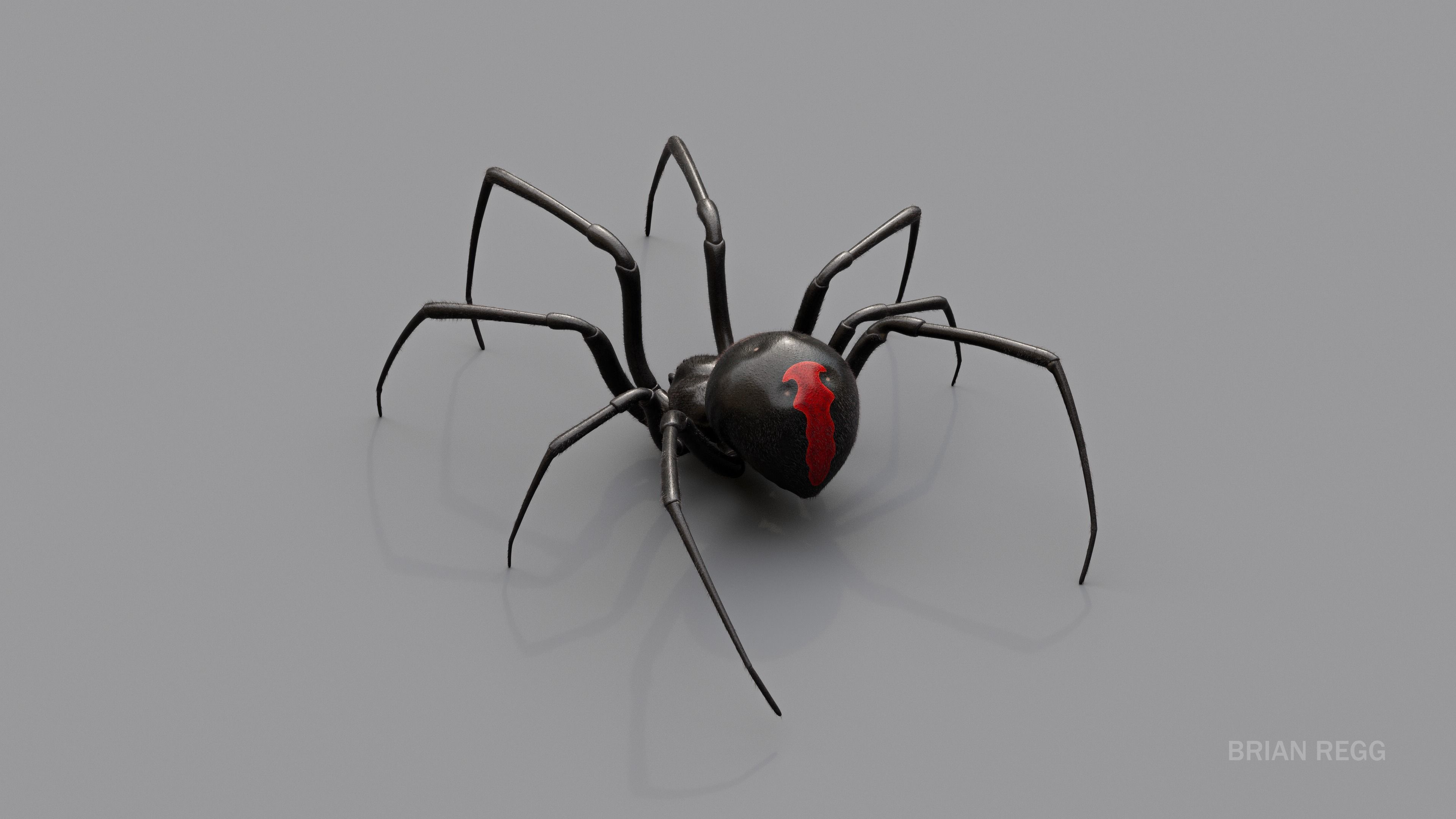 Black widow spider v2 update 3D model_4
