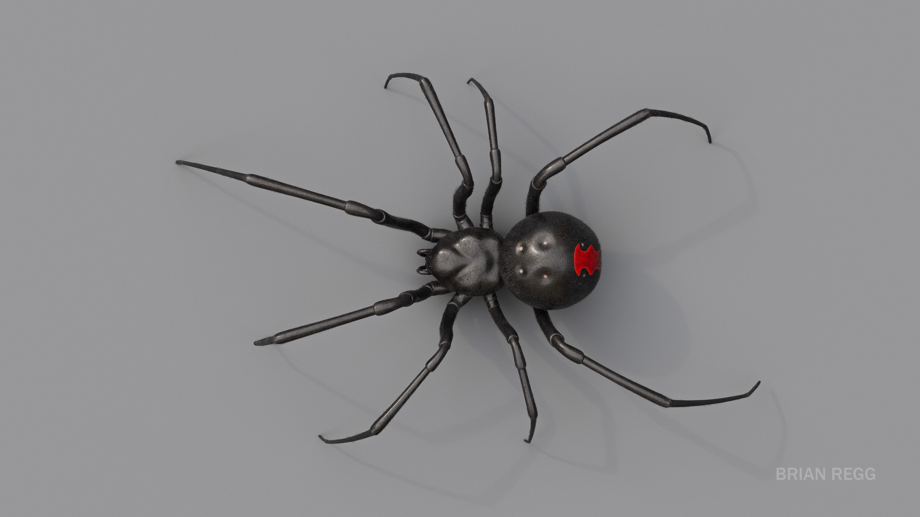 Black widow spider v2 update 3D model_5