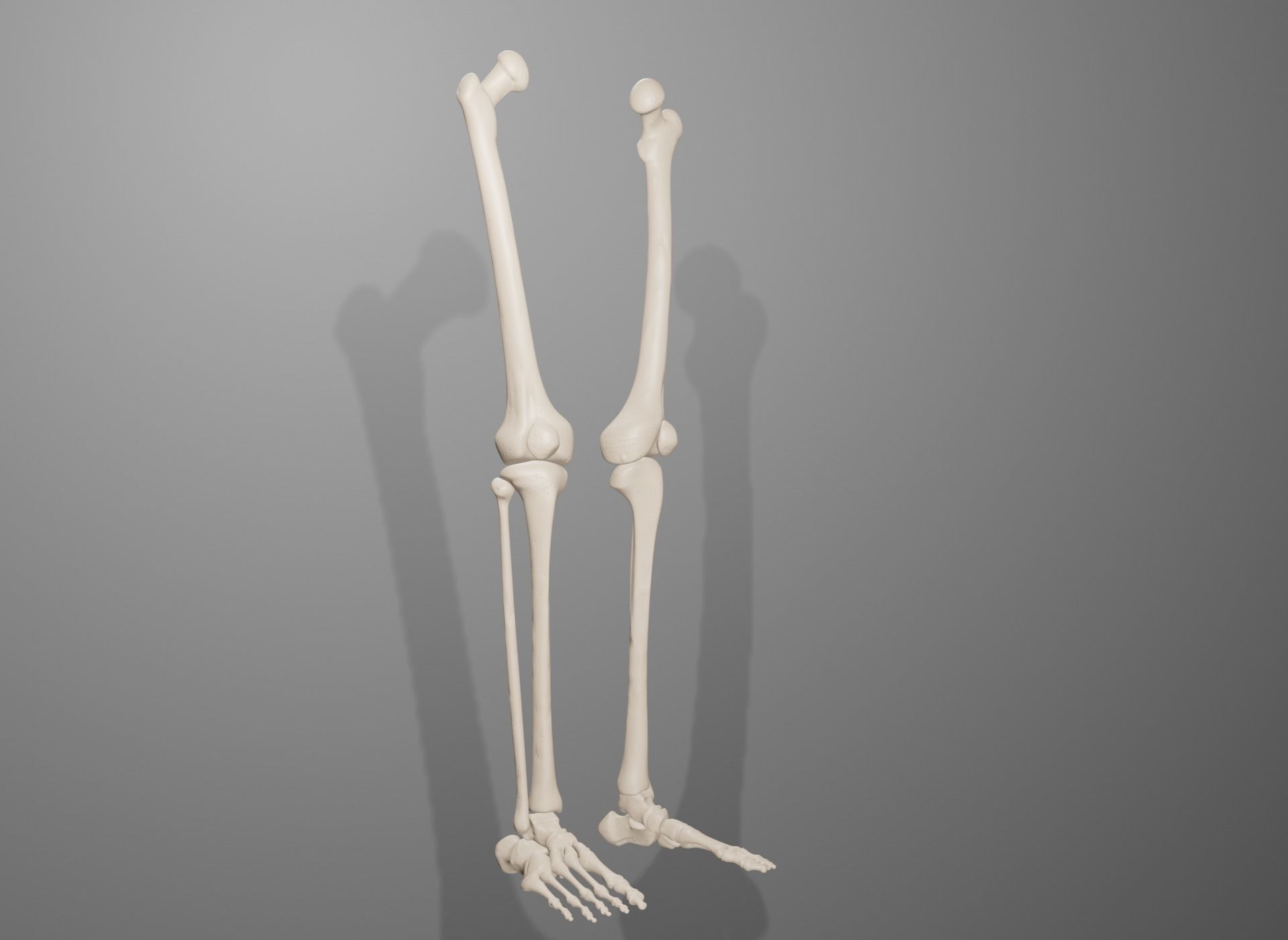 Human Leg Bones 3D model_11