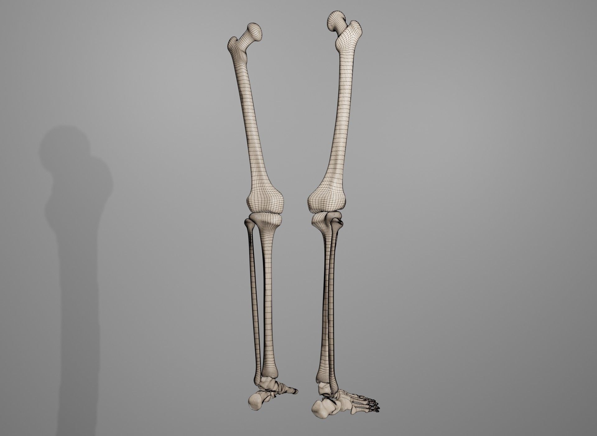 Human Leg Bones 3D model_7
