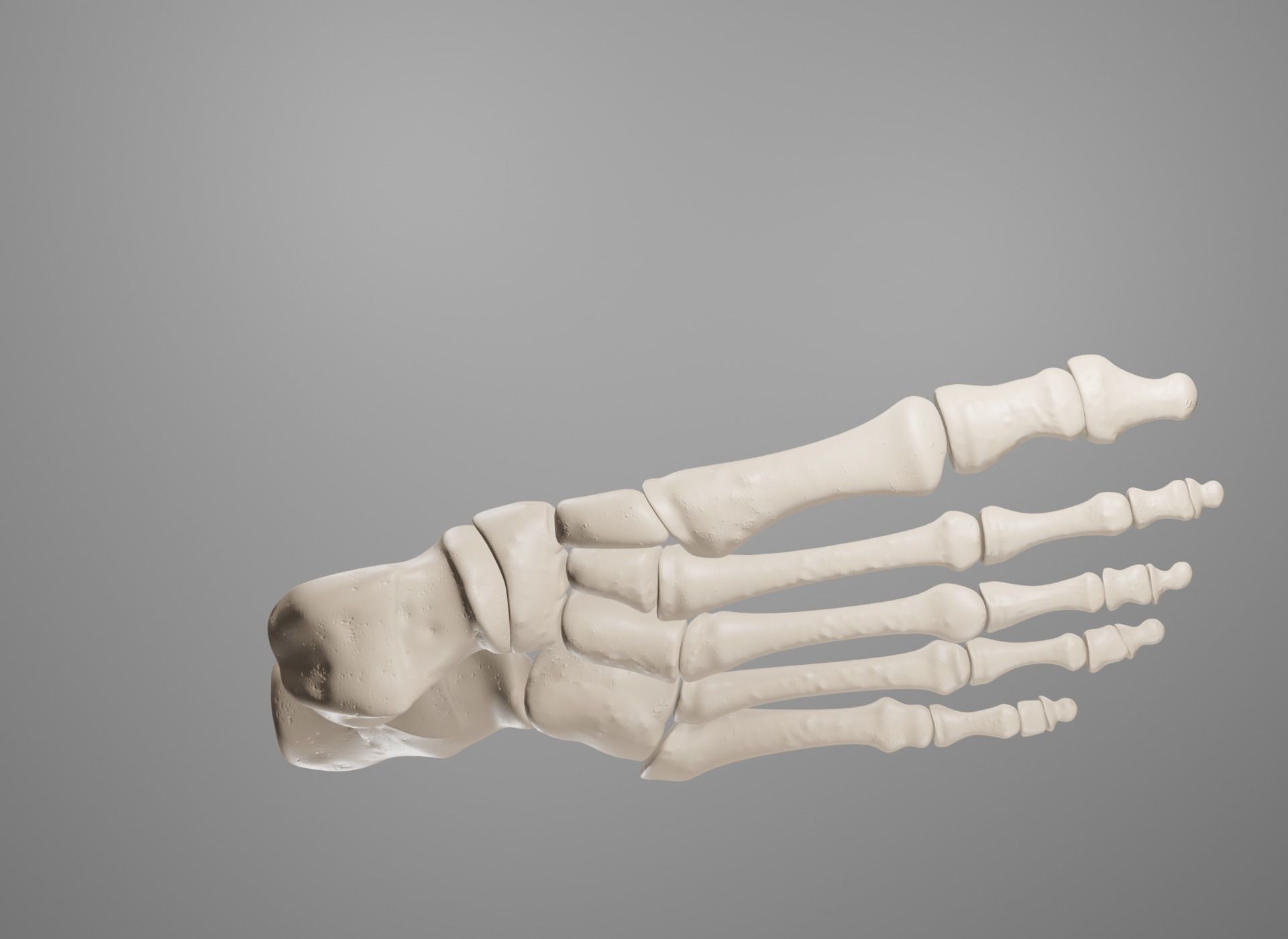 Human Leg Bones 3D model_31