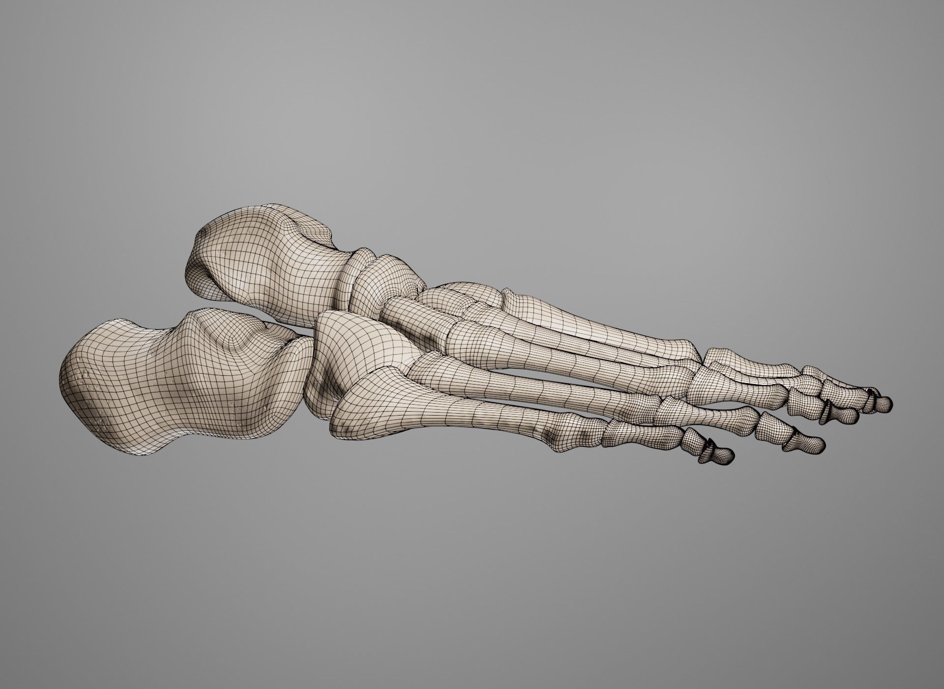 Human Leg Bones 3D model_47
