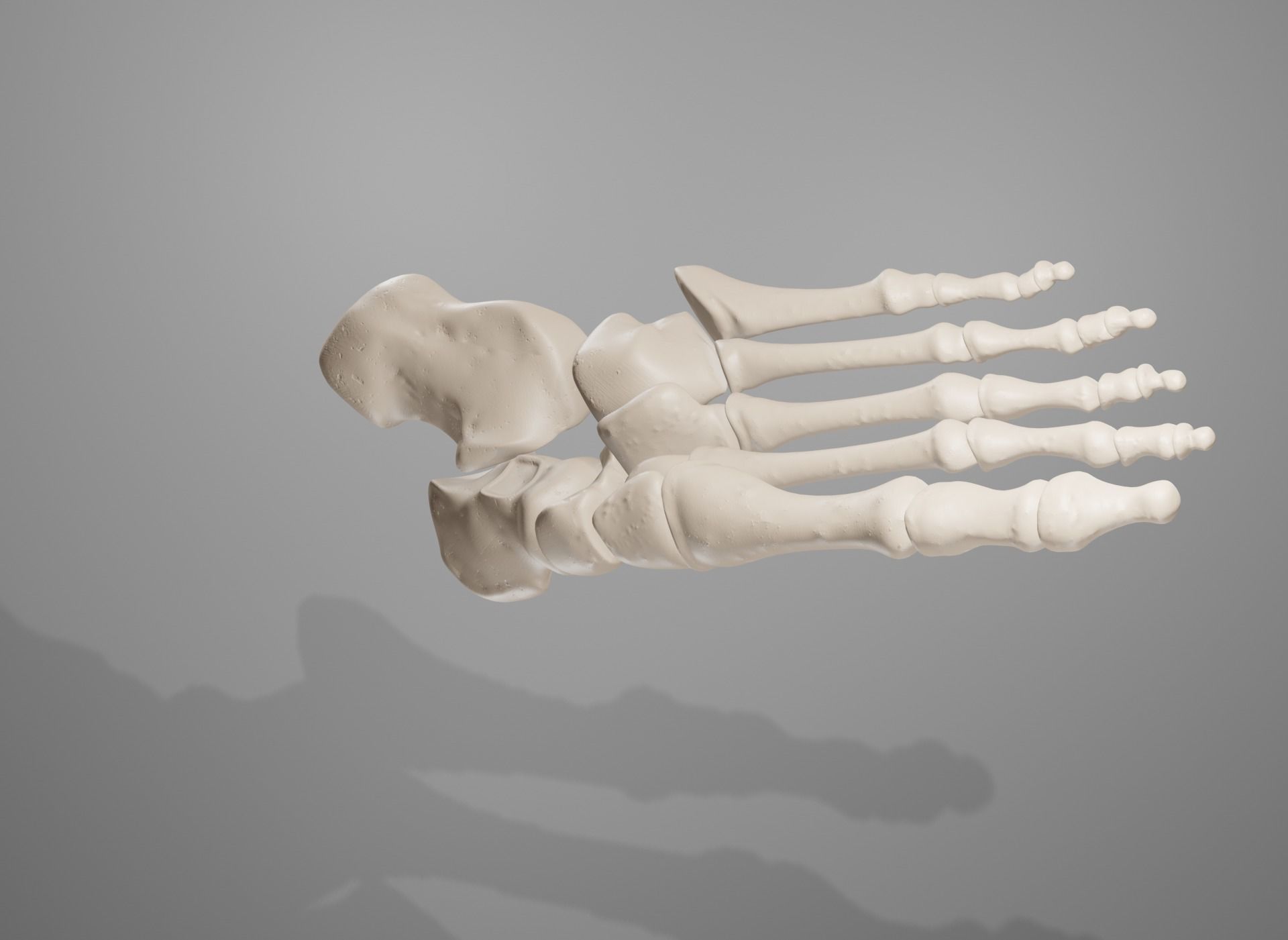 Human Leg Bones 3D model_35