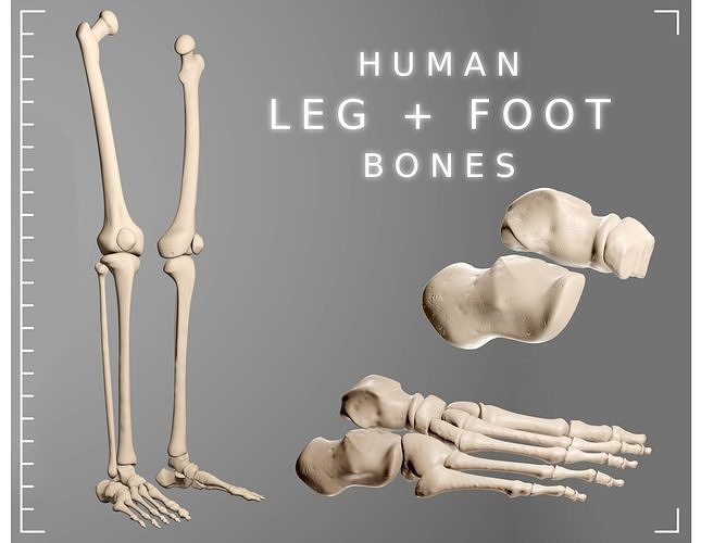 Human Leg Bones 3D model