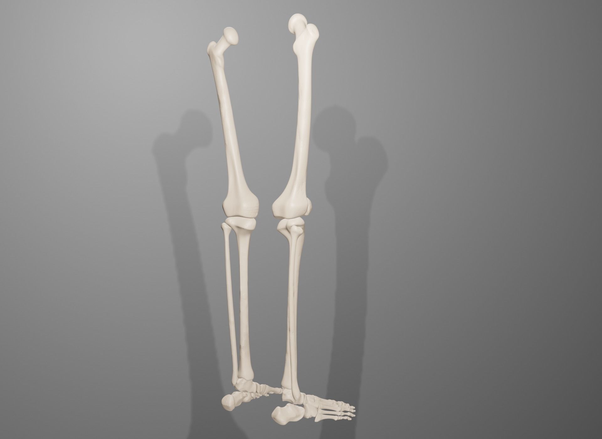 Human Leg Bones 3D model_14