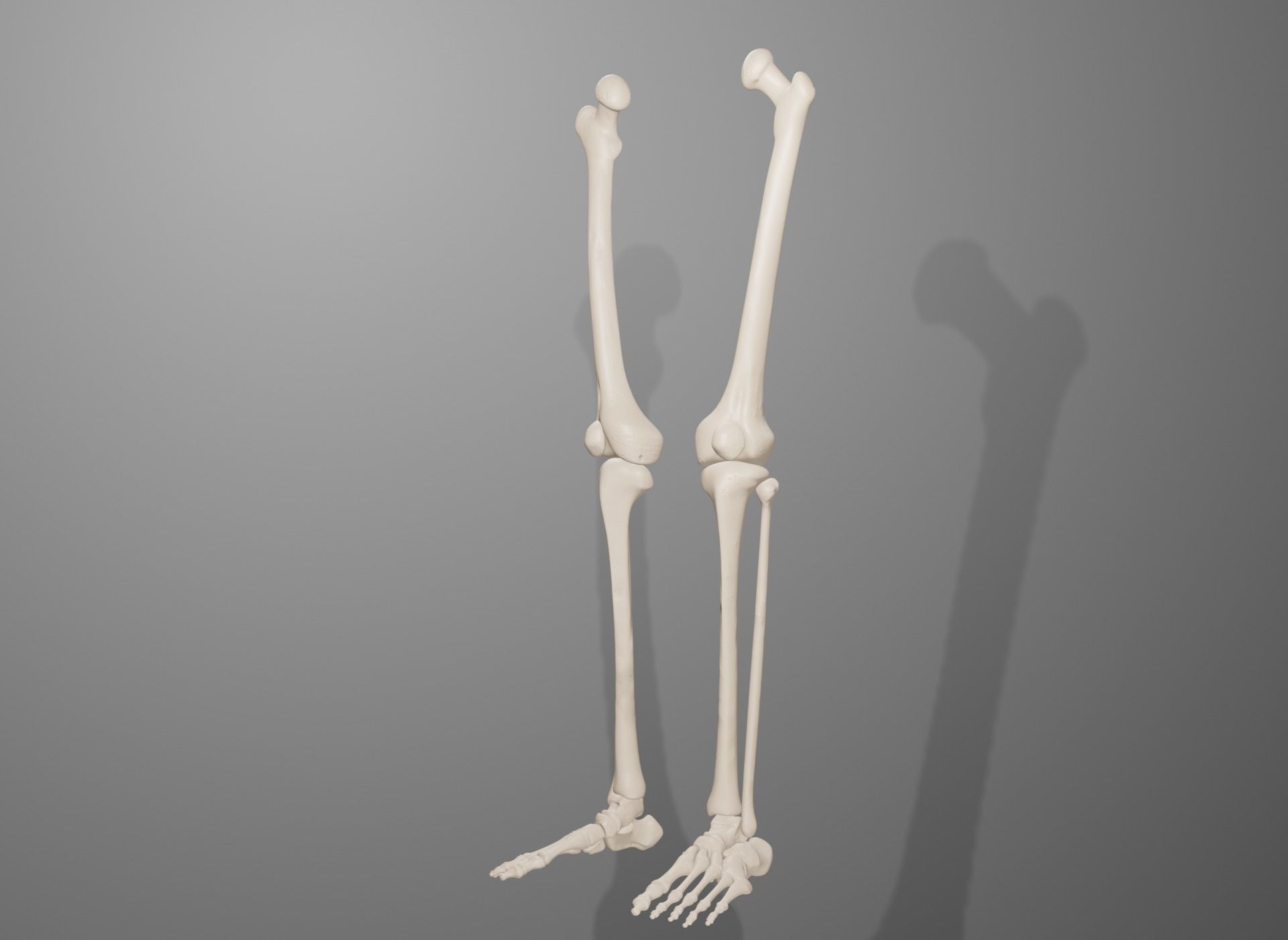 Human Leg Bones 3D model_20