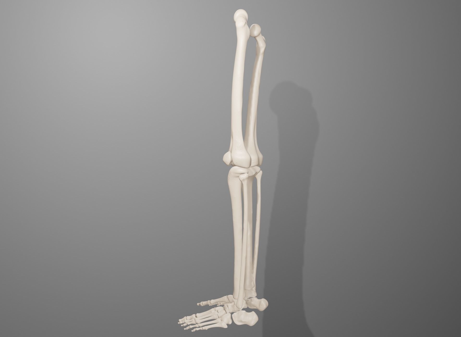 Human Leg Bones 3D model_18