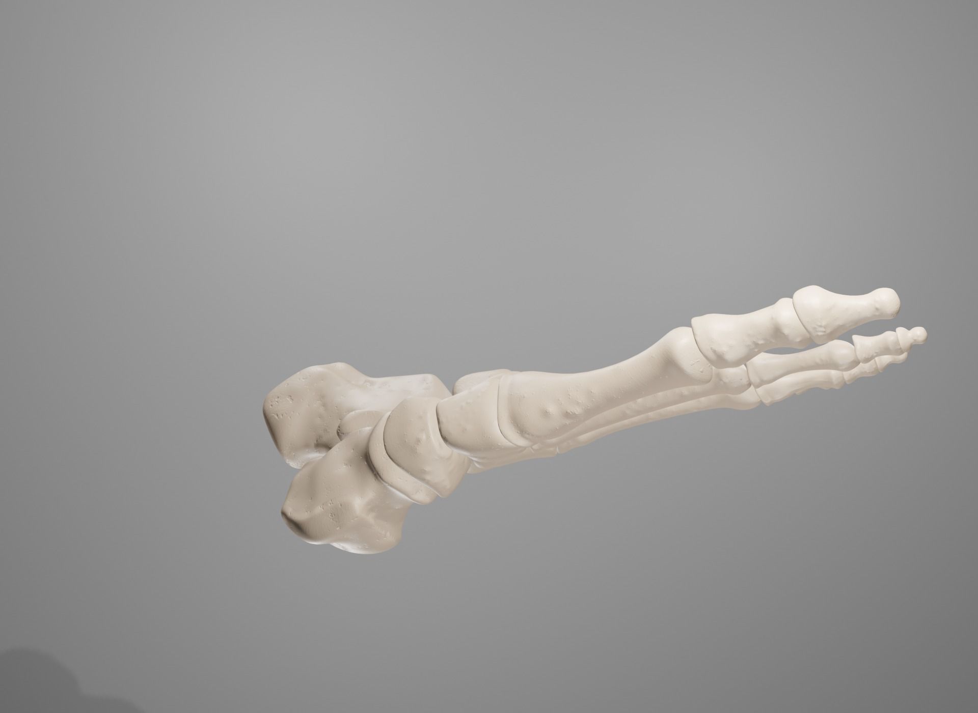 Human Leg Bones 3D model_33