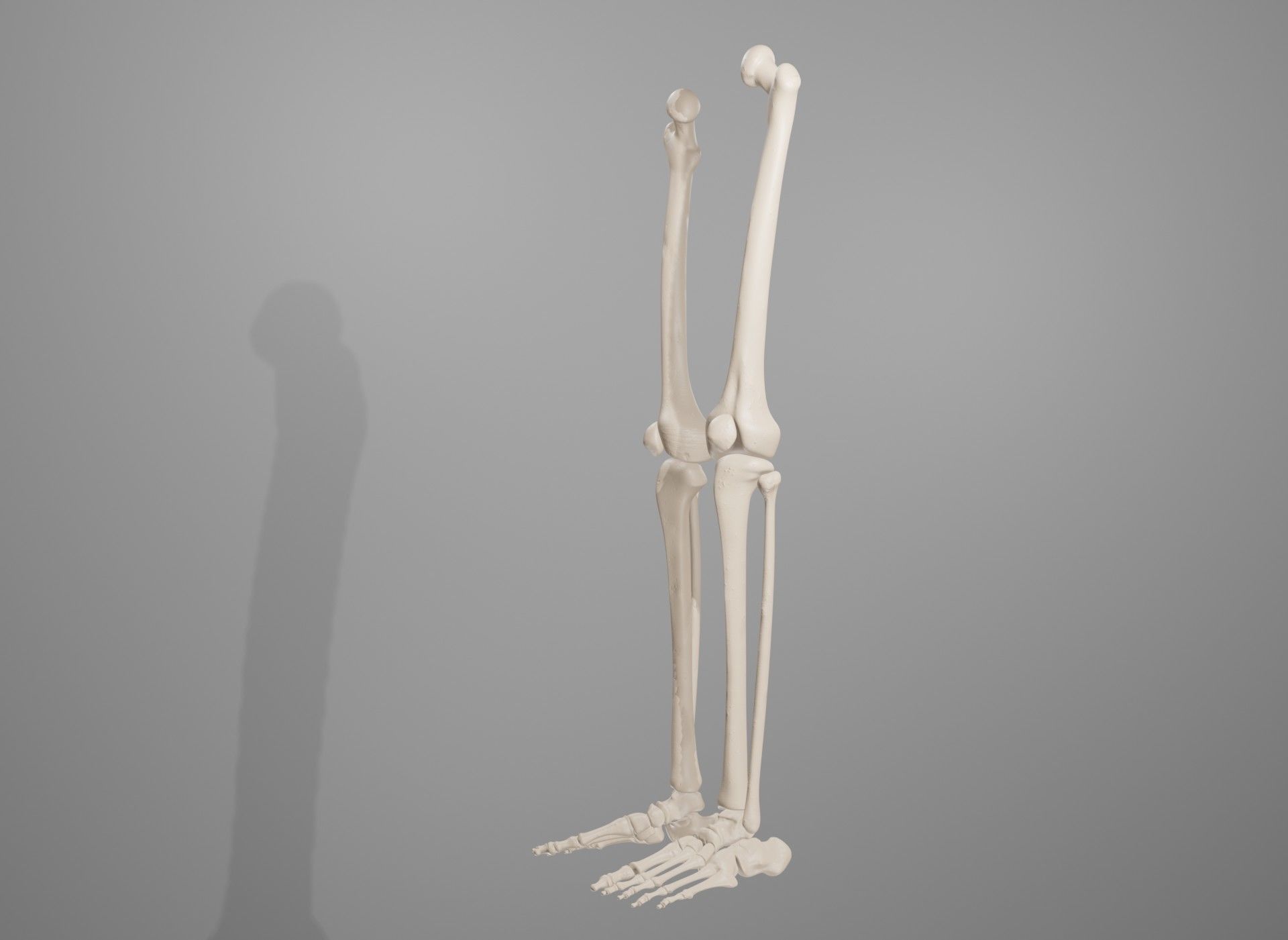 Human Leg Bones 3D model_45