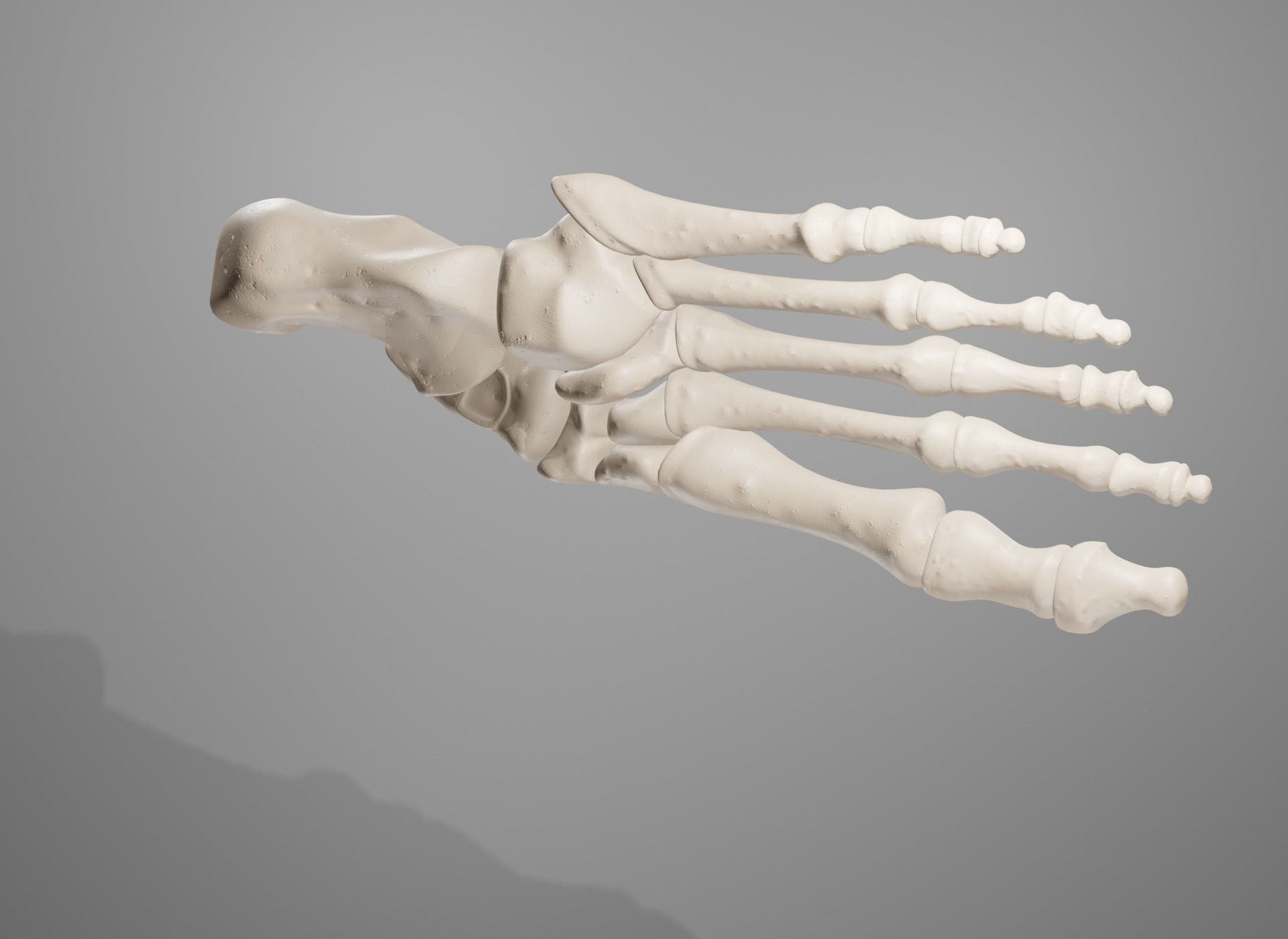 Human Leg Bones 3D model_37