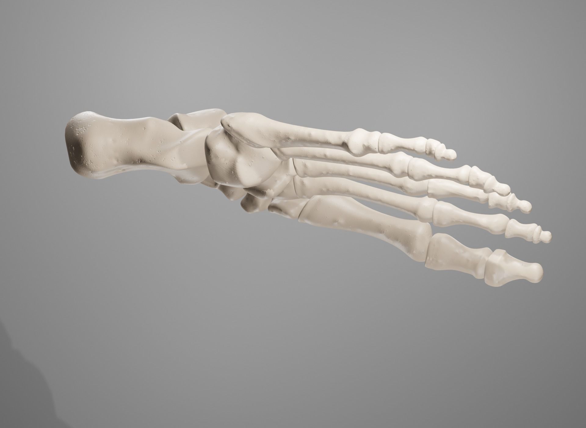 Human Leg Bones 3D model_38