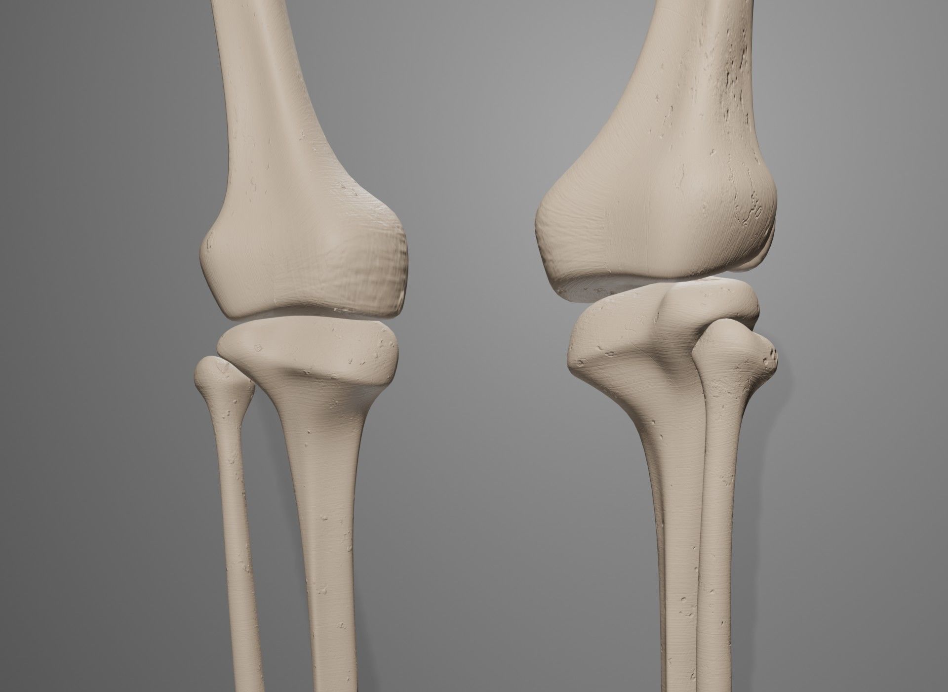 Human Leg Bones 3D model_42