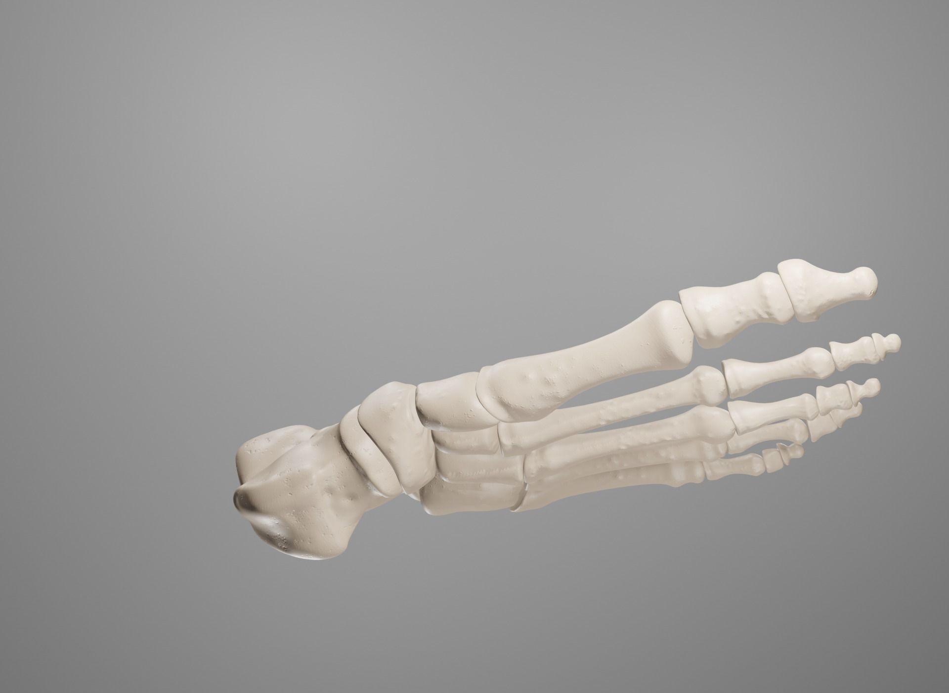 Human Leg Bones 3D model_32
