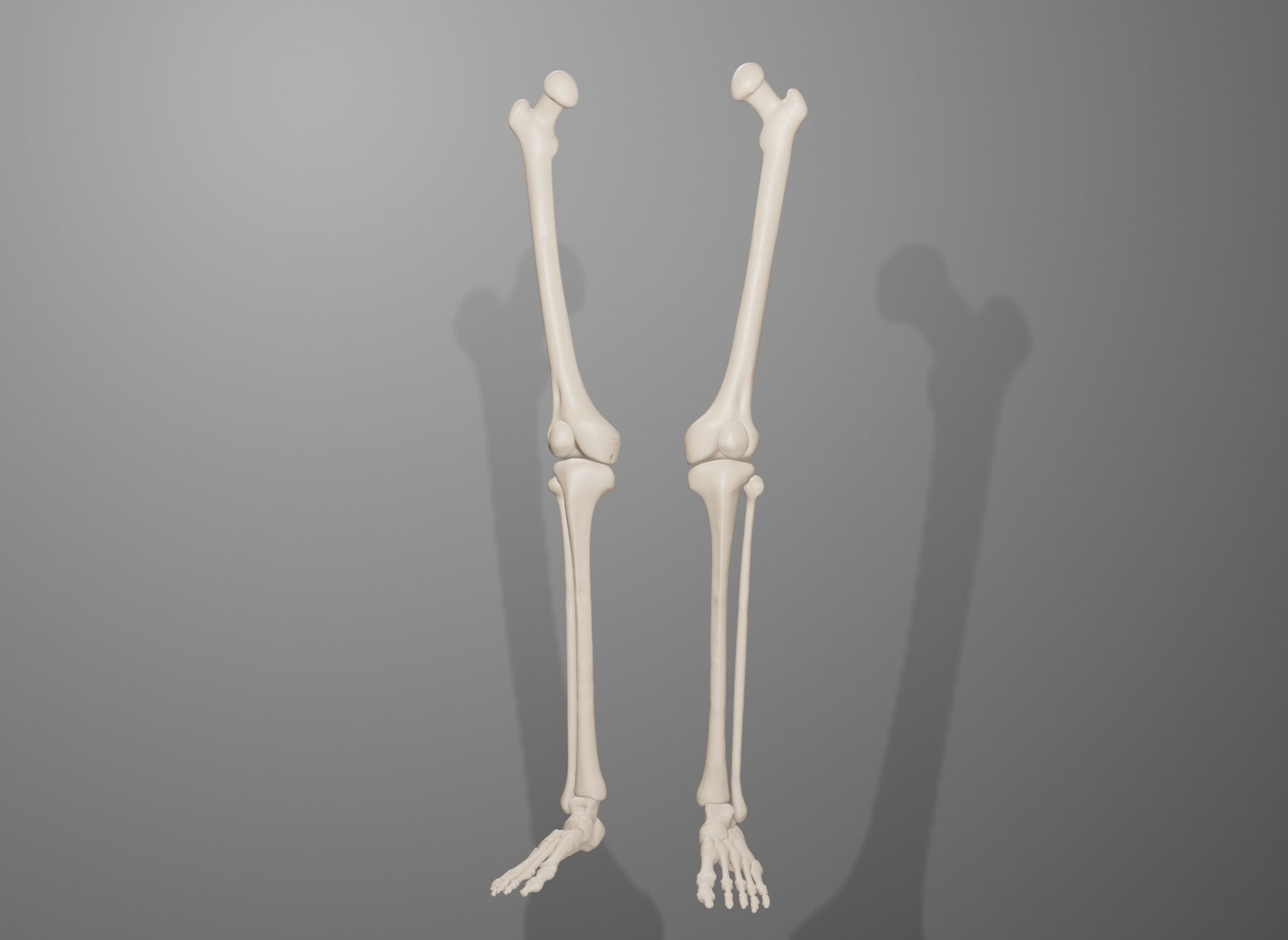 Human Leg Bones 3D model_21