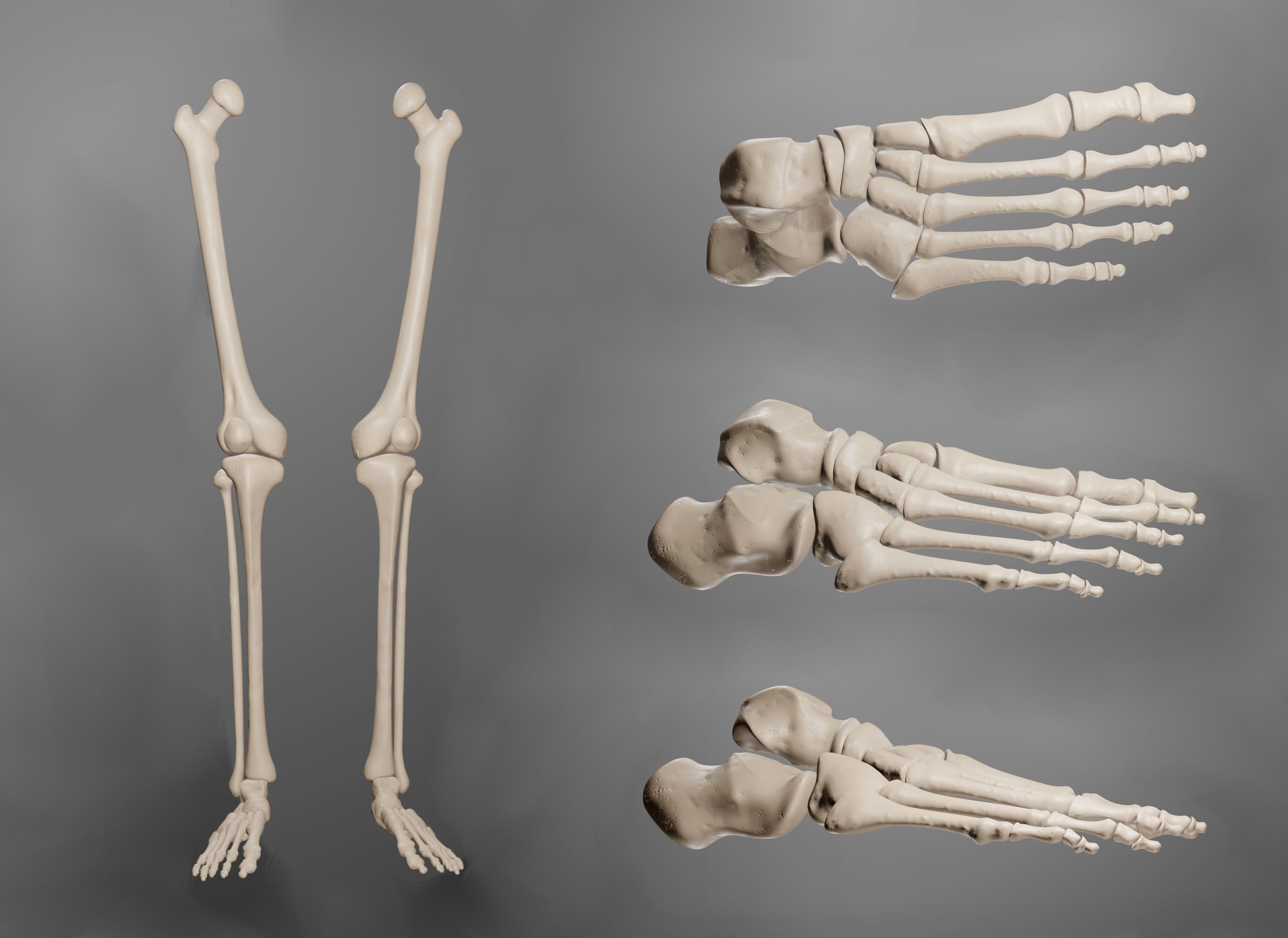 Human Leg Bones 3D model_2