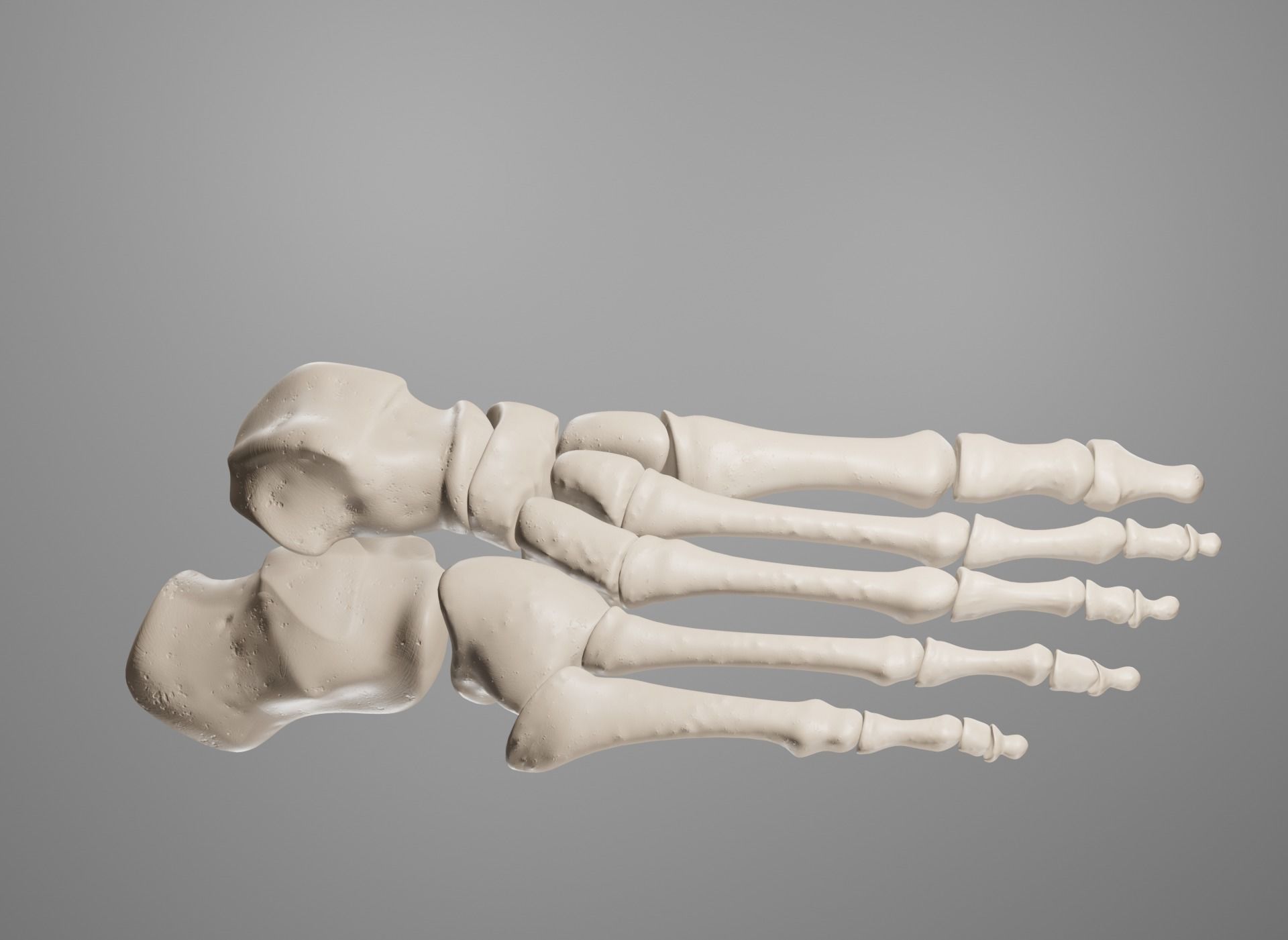 Human Leg Bones 3D model_29