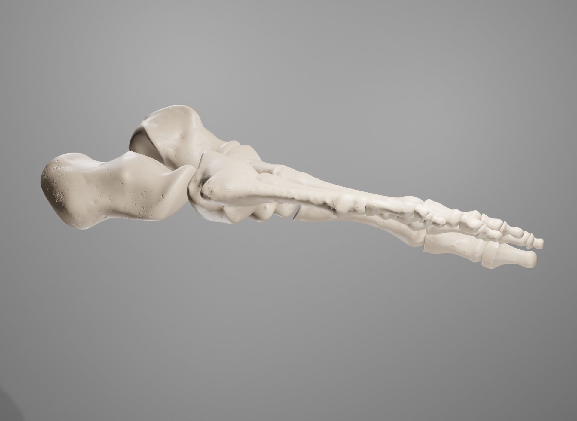 Human Leg Bones 3D model_39