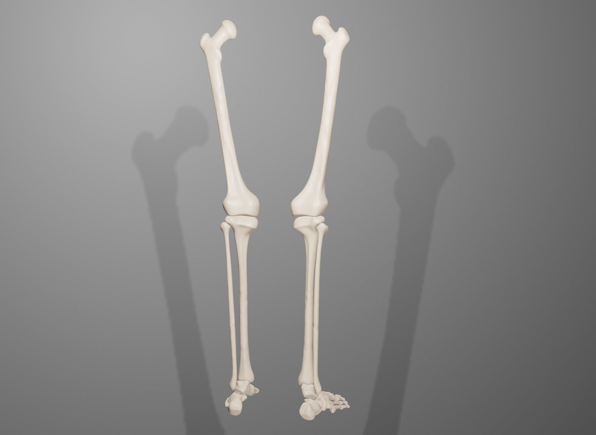 Human Leg Bones 3D model_15