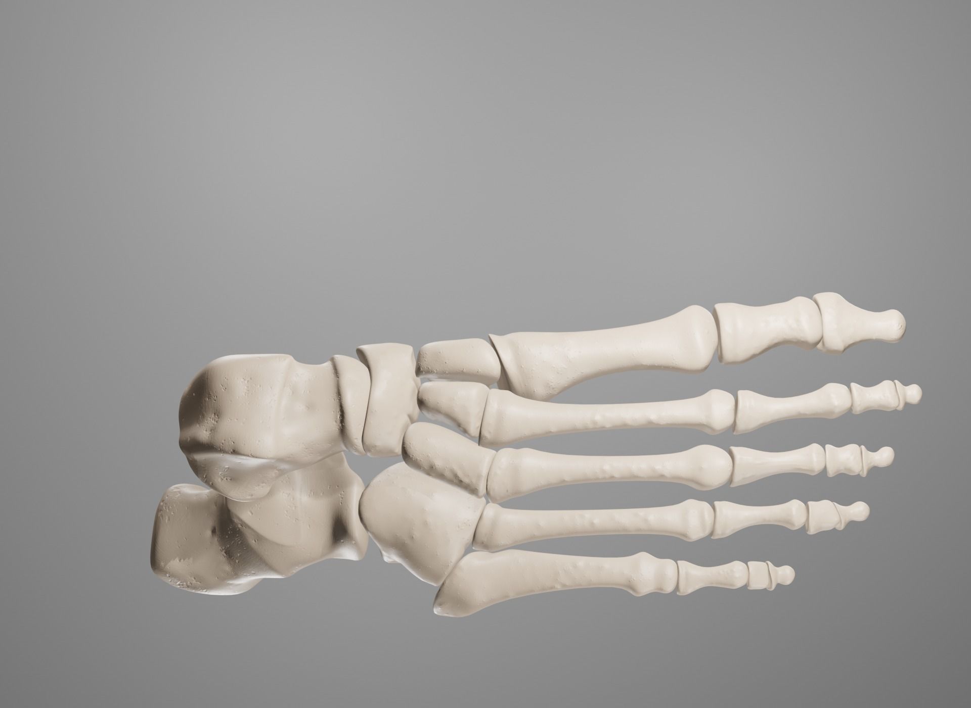 Human Leg Bones 3D model_30