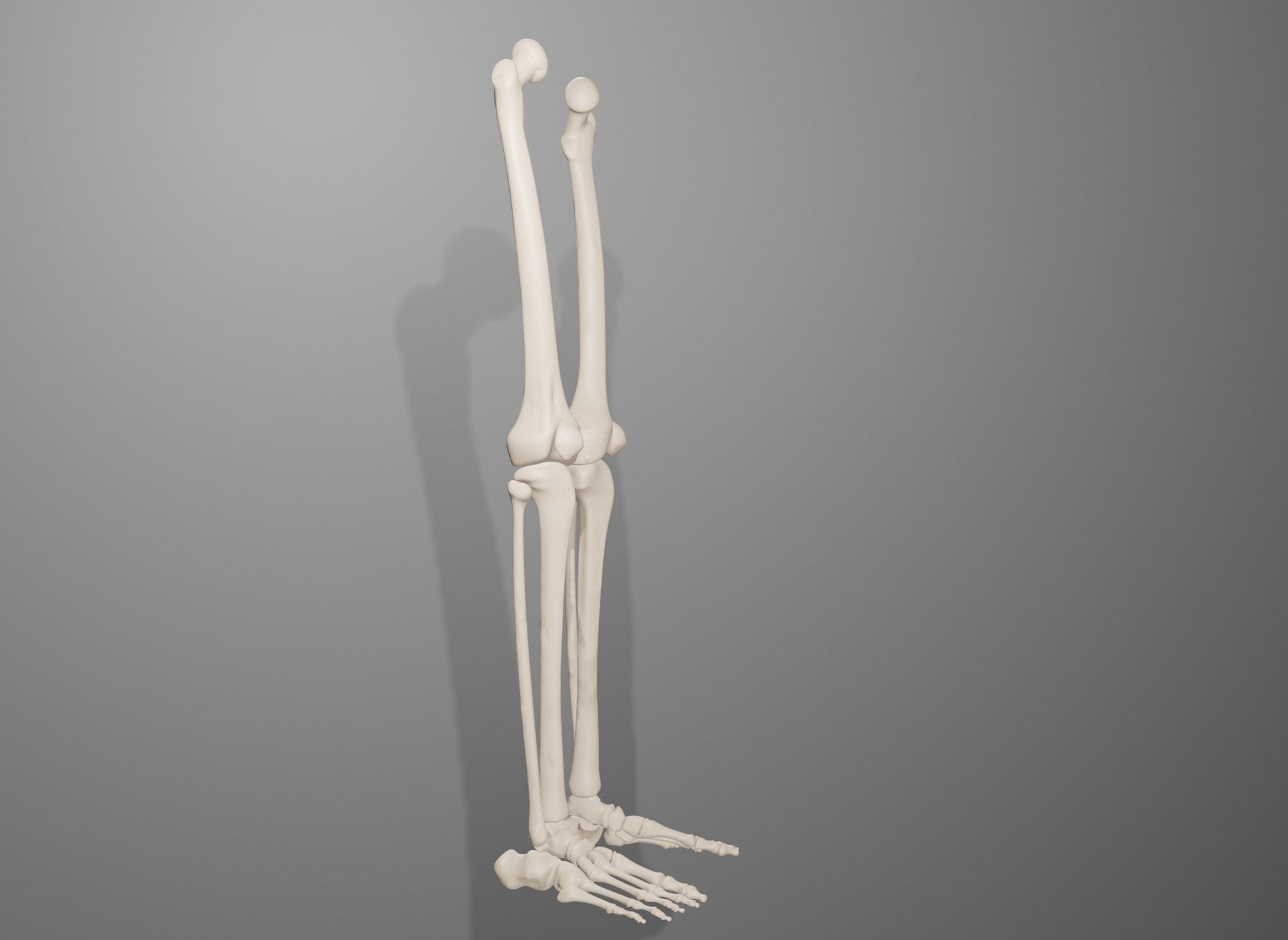 Human Leg Bones 3D model_12
