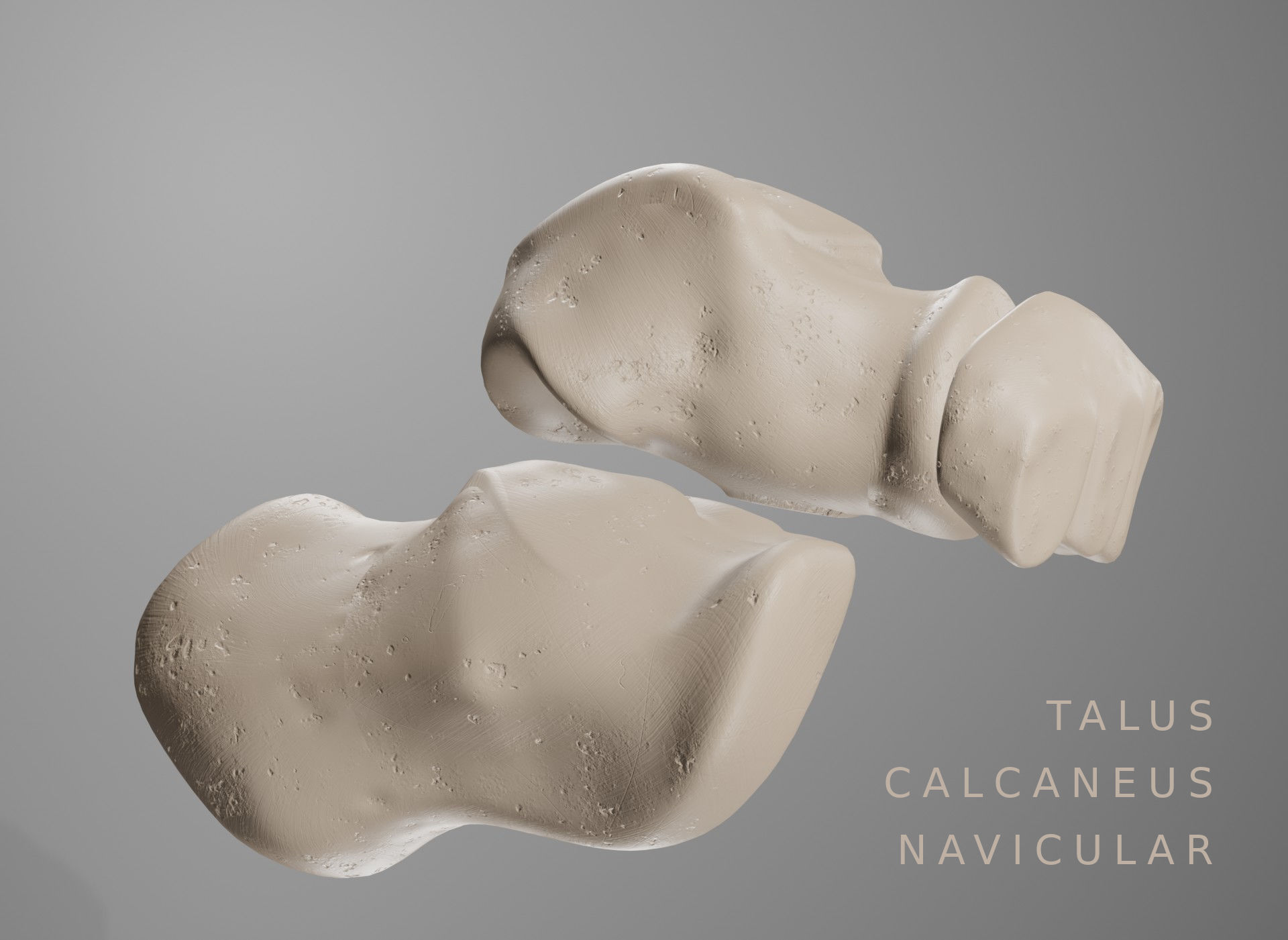 Human Leg Bones 3D model_10